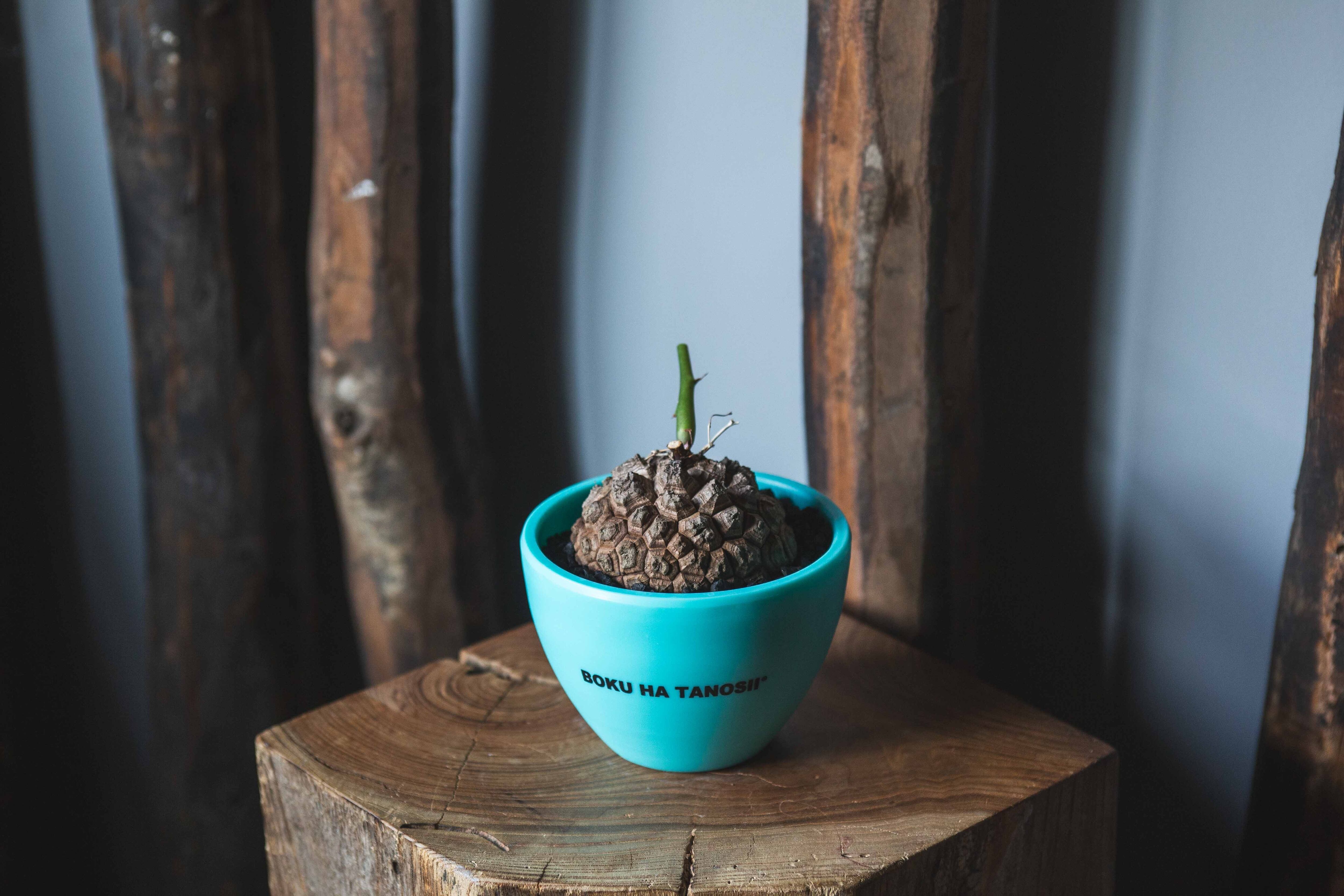 【新作】亀甲竜 × ボクタノ鉢【BOKU HA TANOSII】Dioscorea elephantipes