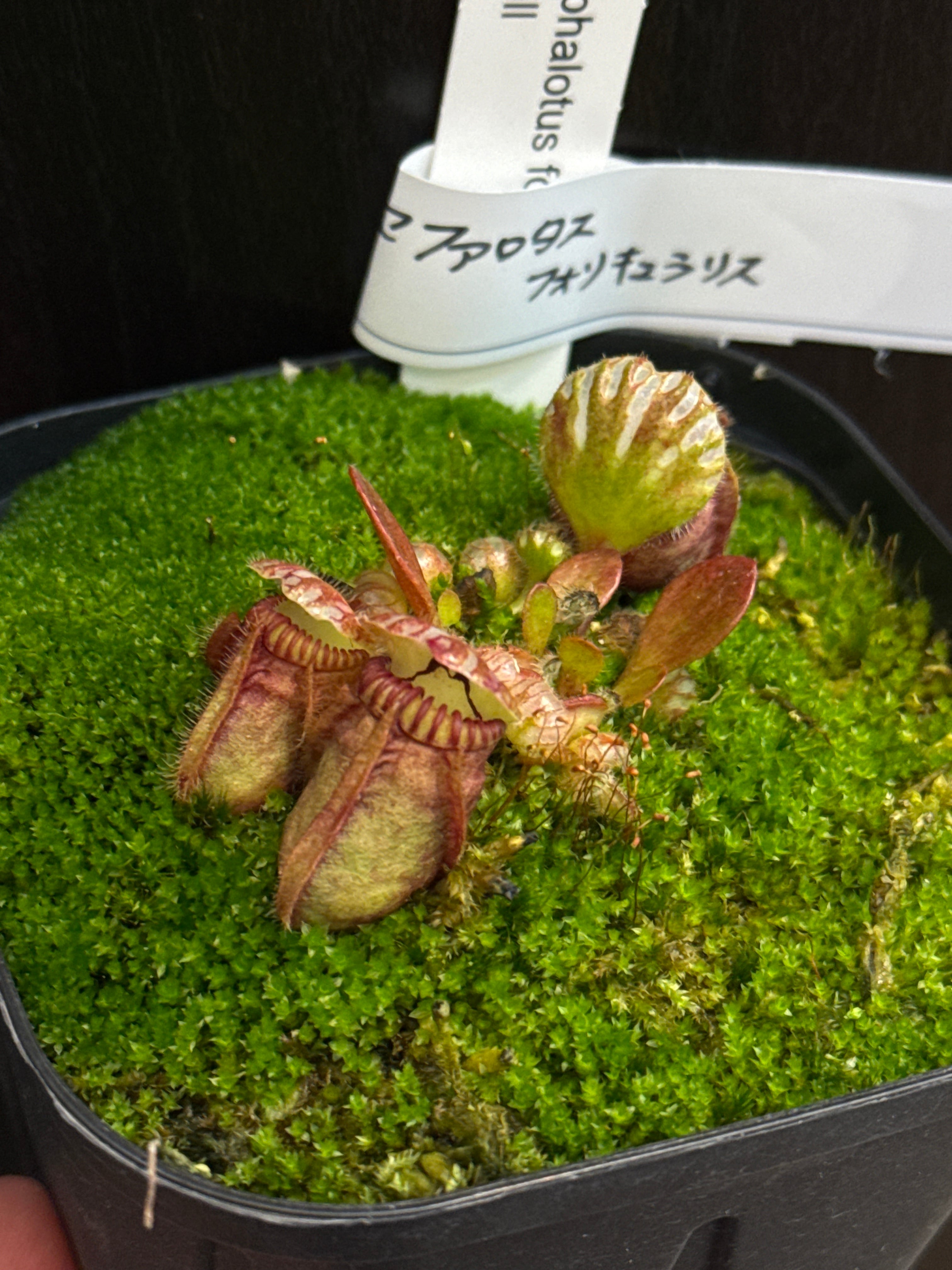 ⑨ スキンダプサス グリス | Gardenえん 【観葉熱帯植物】