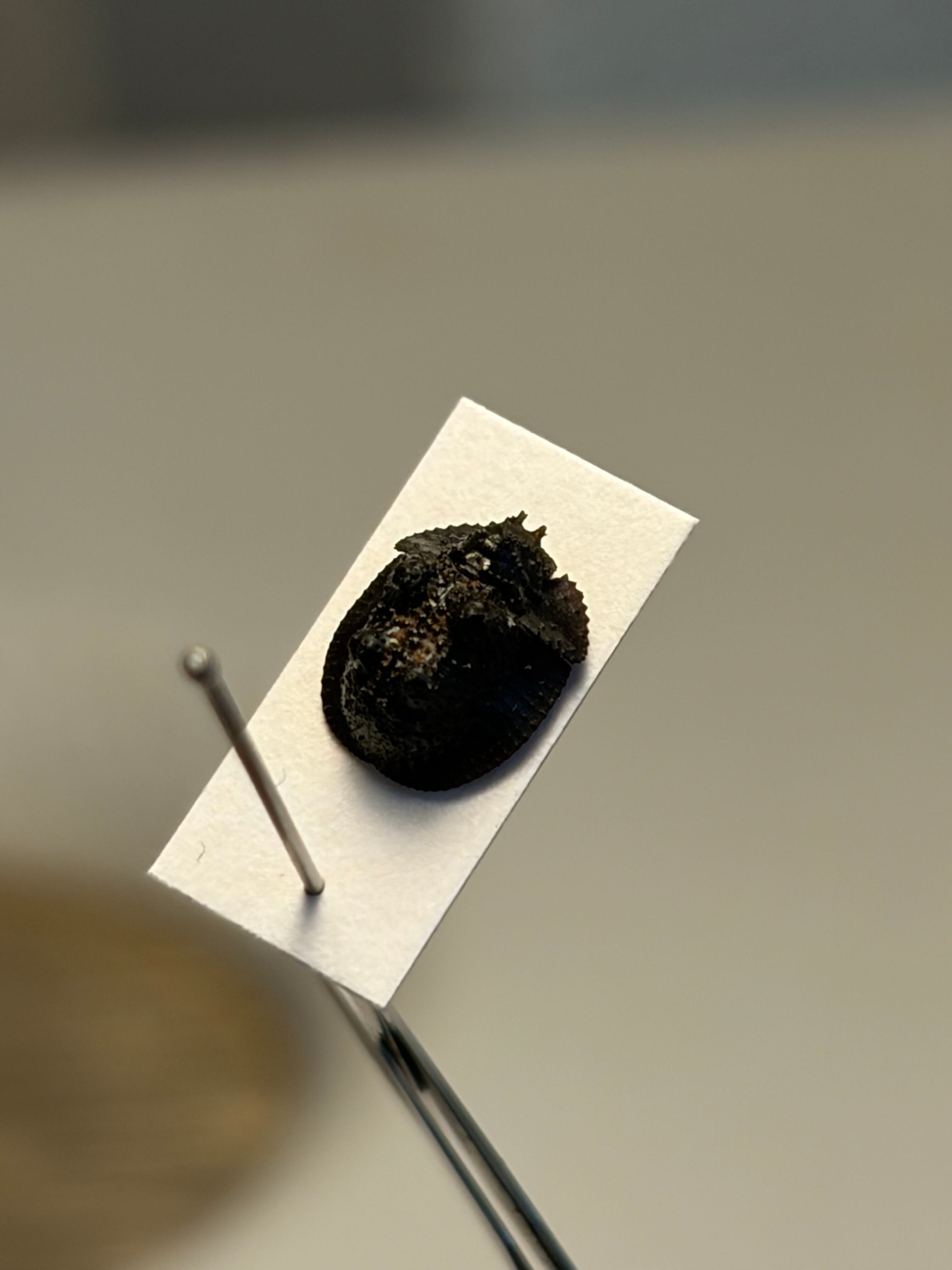 6mm】鉱物みたいなコブスジツノゴミムシダマシ 標本ゾウムシカミキリ