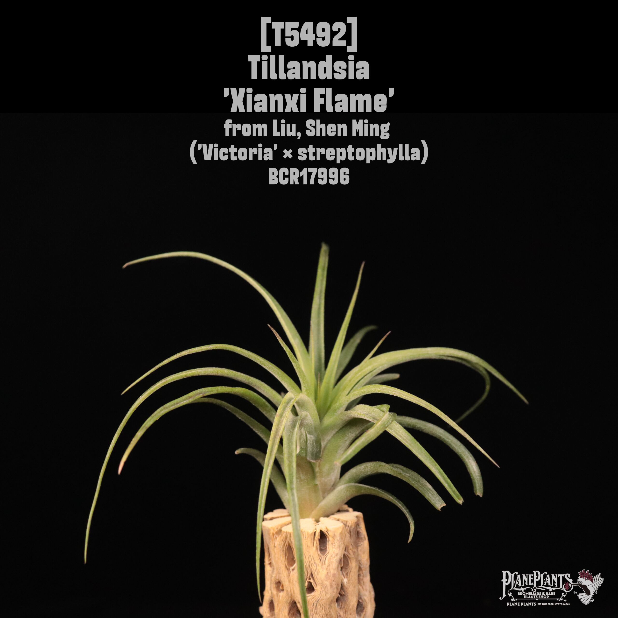 送料無料】'Xianxi Flame'〔エアプランツ〕現品発送T5492 | plane plants
