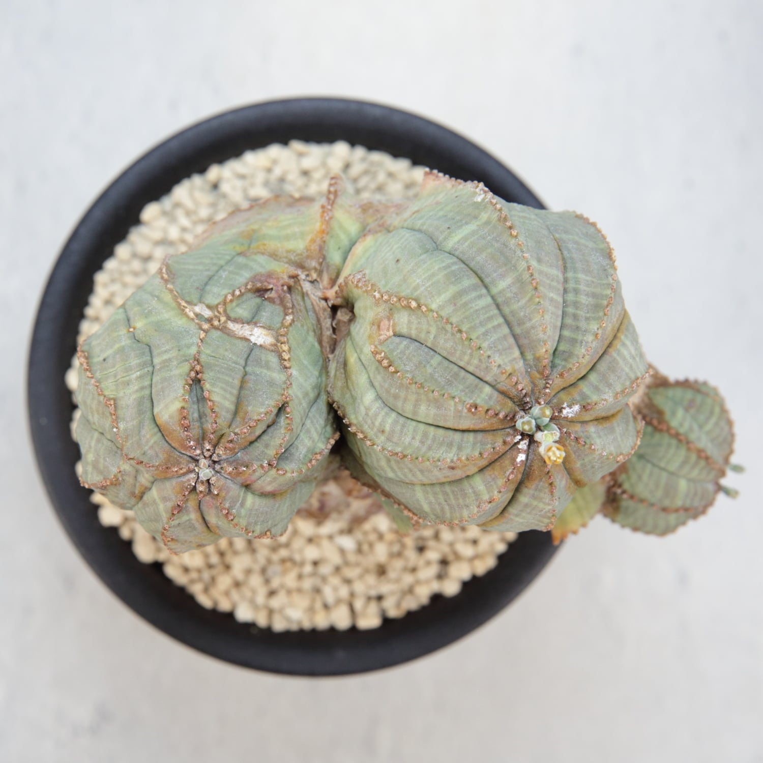 オス株【超厳選株】異型 大株 最大幅約12cm トリプルヘッド 綴化