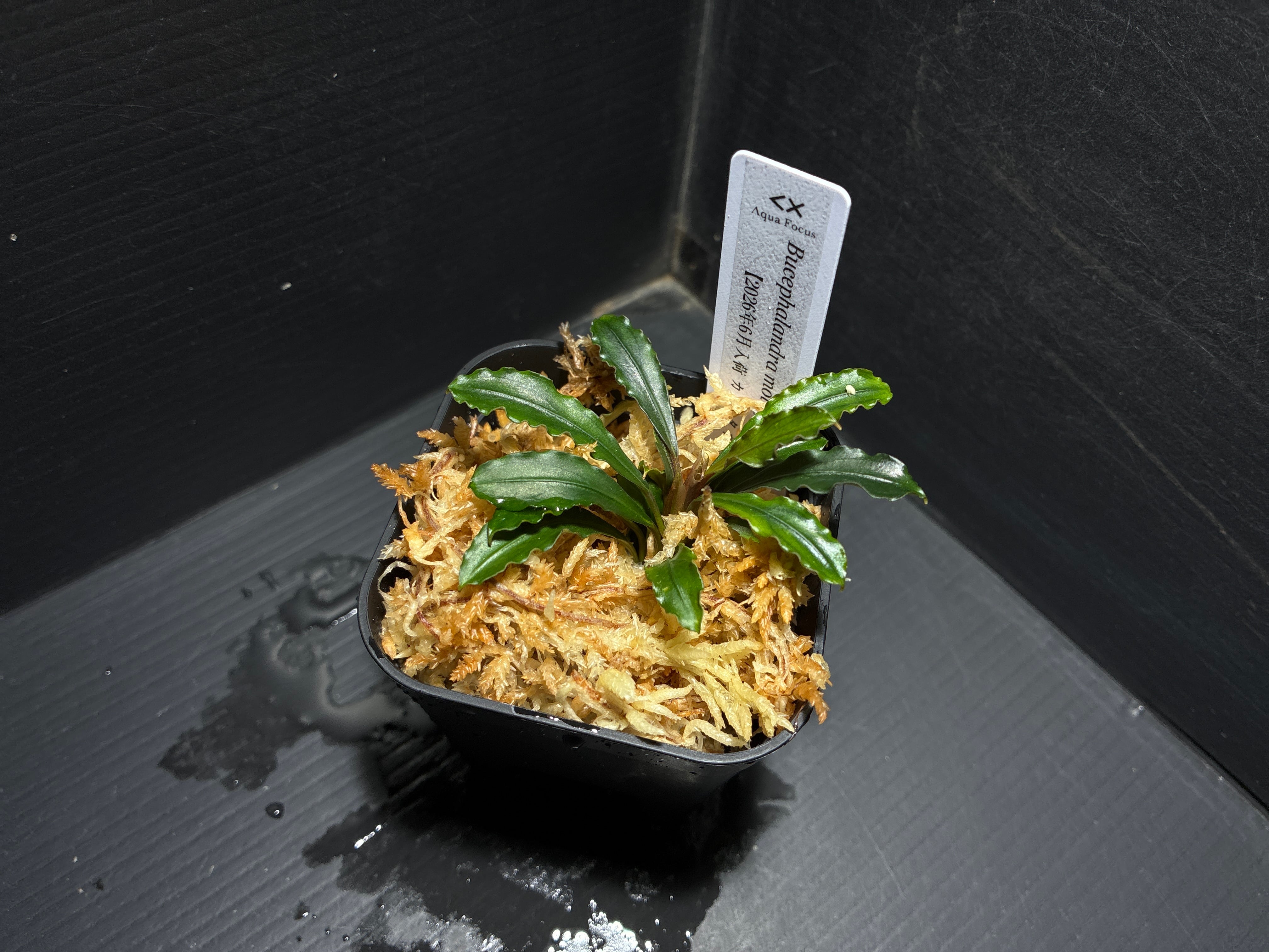 Bucephalandra セット販売1 ブセファランドラ6種セット Bucephalandra