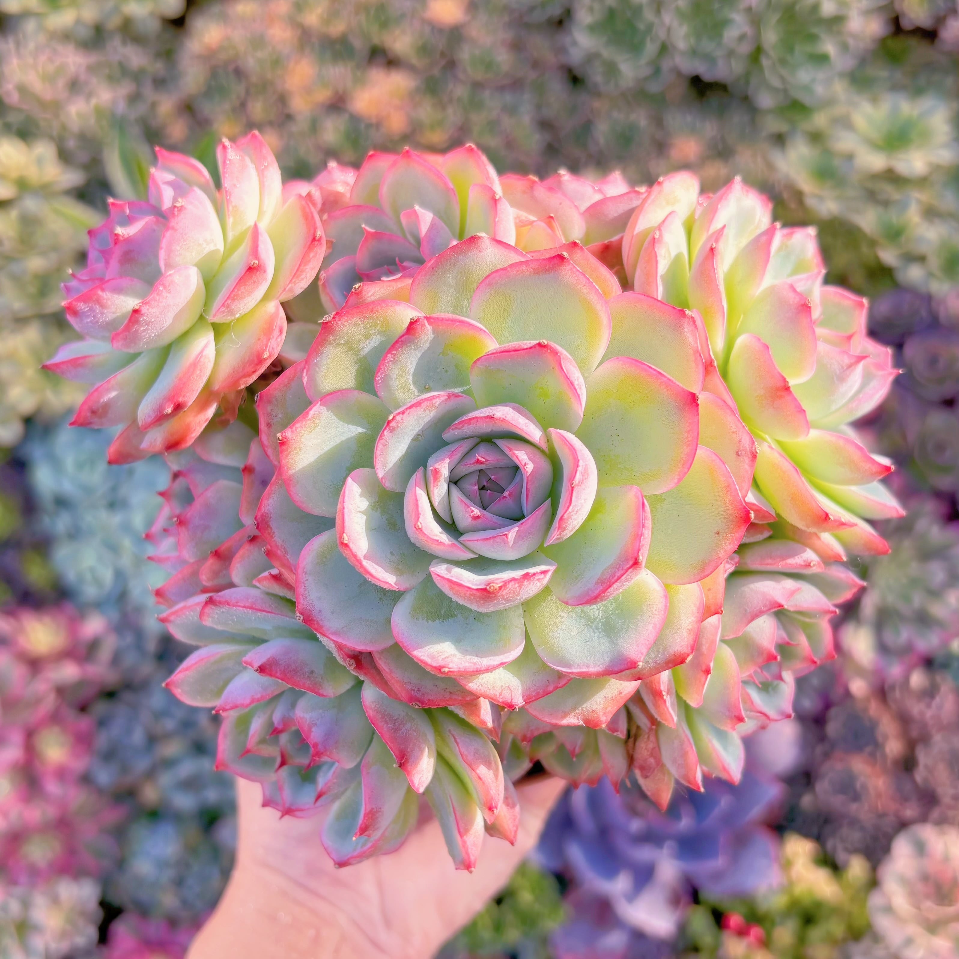 現品　シルエット#K046　特大群生　新入荷　るる農園