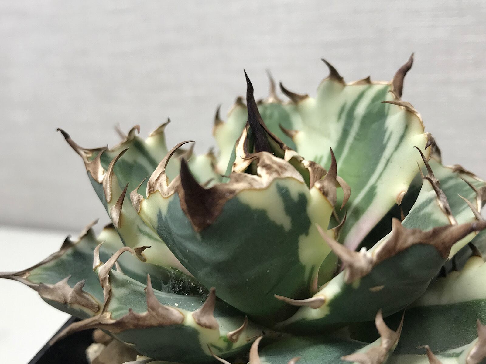 P.willinckii cv. Sailor Saturn【artPLANTs】ビカクシダ/Platycerium