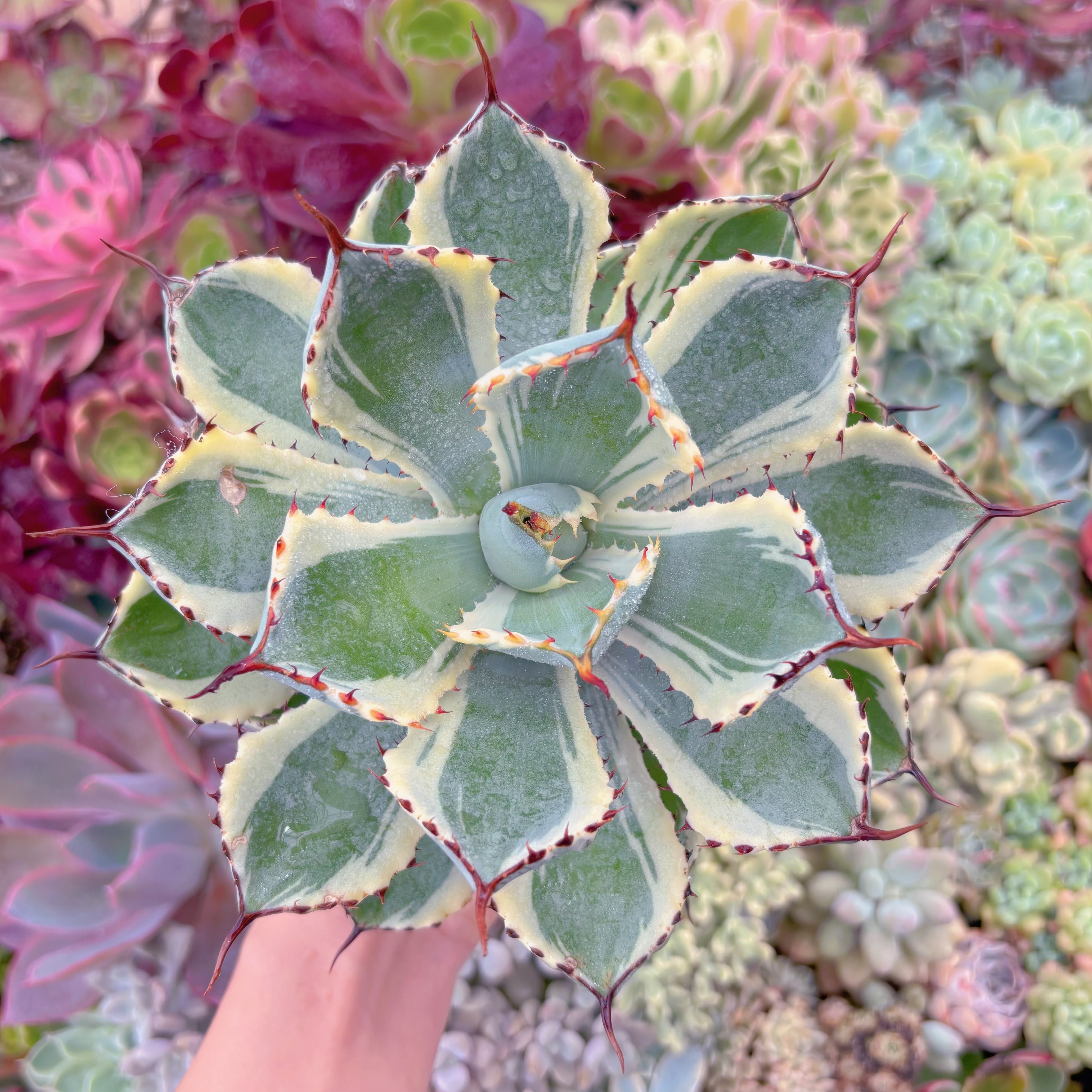 現物　吉祥冠錦#D05　特大苗　るる農園