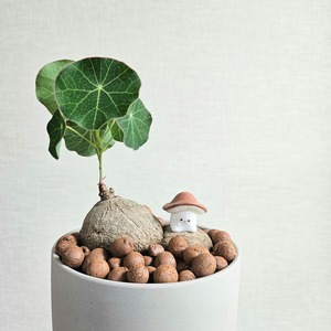 現物♡〚ステファニア エレクタ〛Stephania Erecta