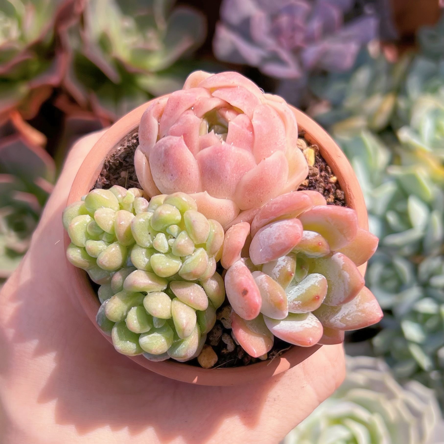 多肉植物　3点セット-2　新入荷