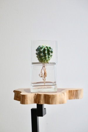 【S】エキノカクタス グルソニー 短刺キンシャチ　※ハイドログラスポット付き