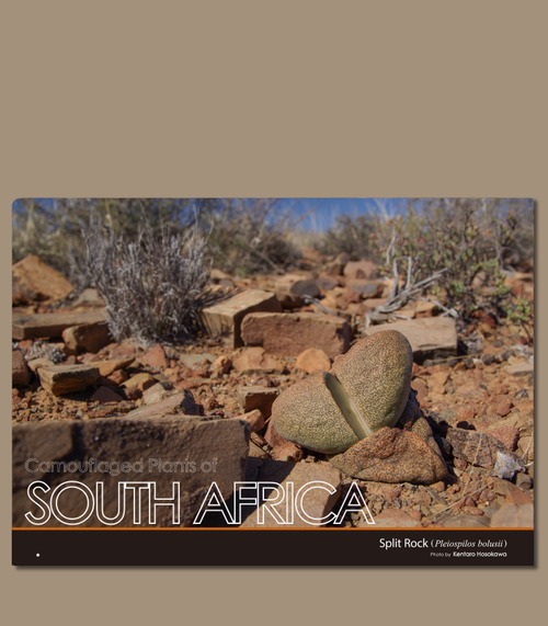 植物擬態クリアファイル　南アフリカ　スプリットロック（Pleiospilos）