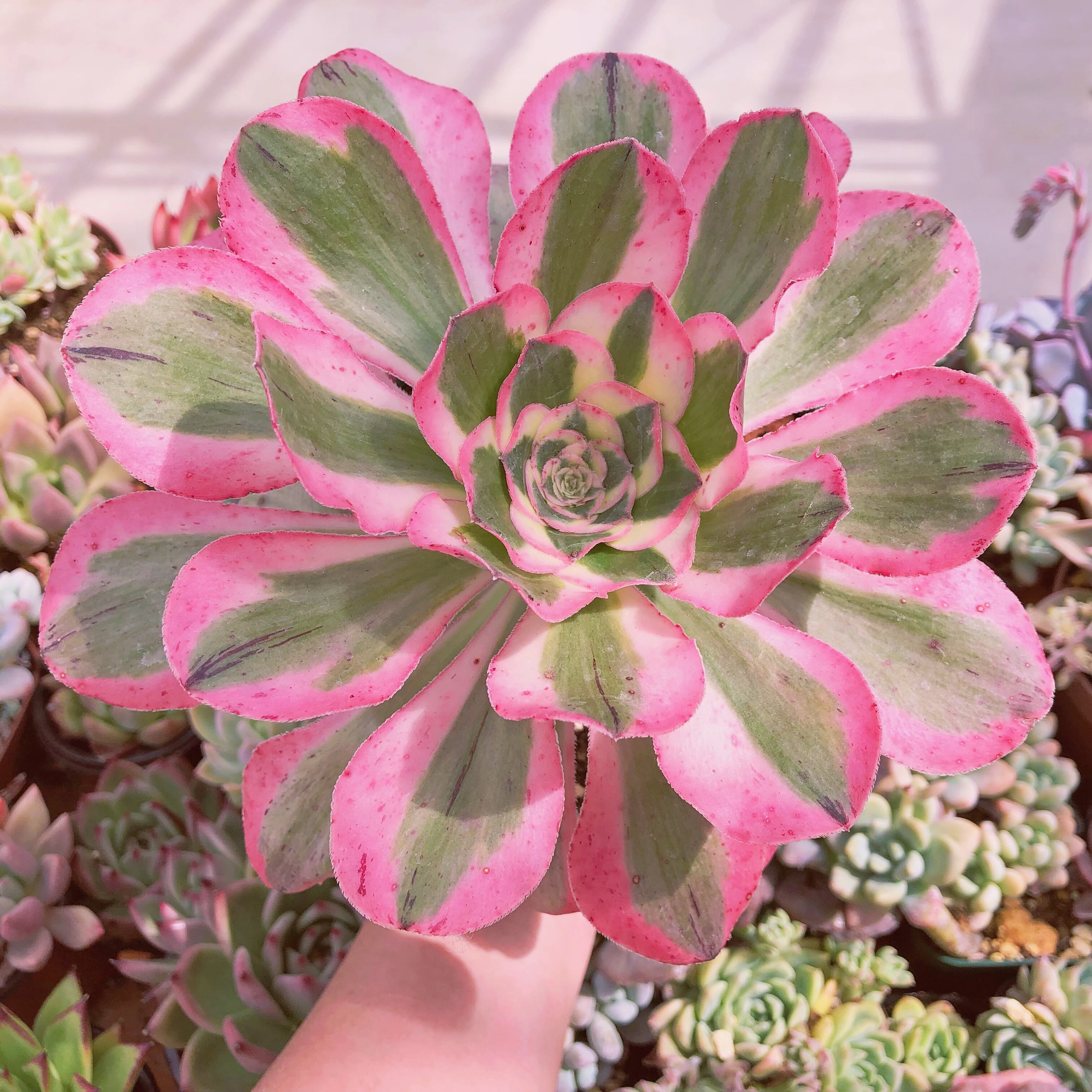 超レア 多肉植物 燕姿錦 特大 | るる農園~多肉植物専門