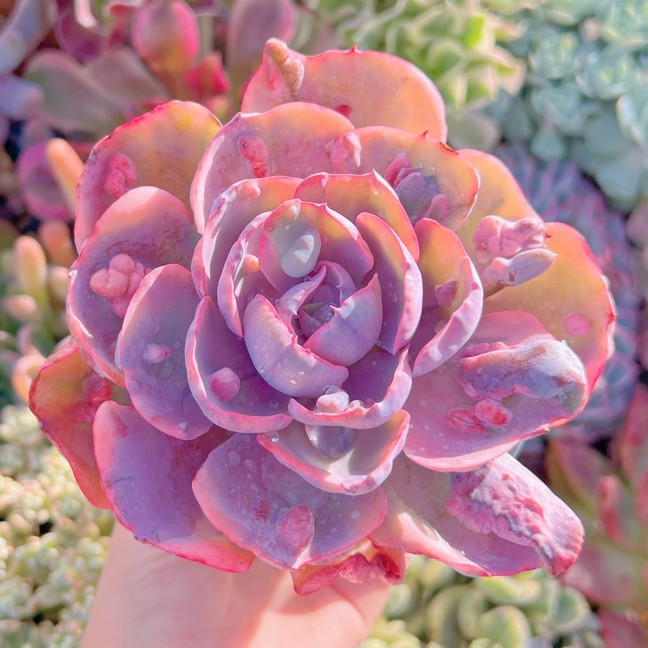 現品　ビヨンセ錦#767   るる農園