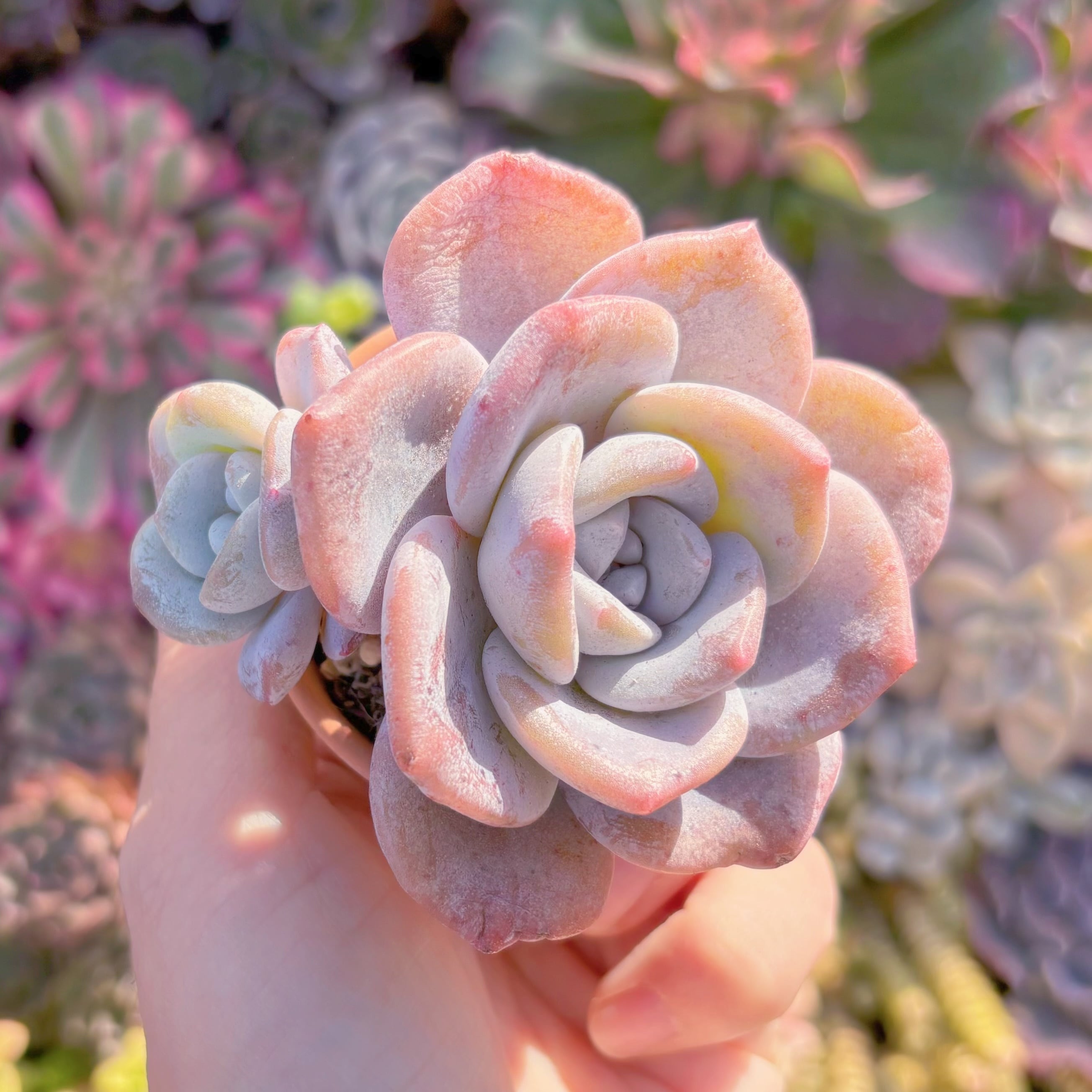 多肉植物　桜花雪　新入荷　るる農園