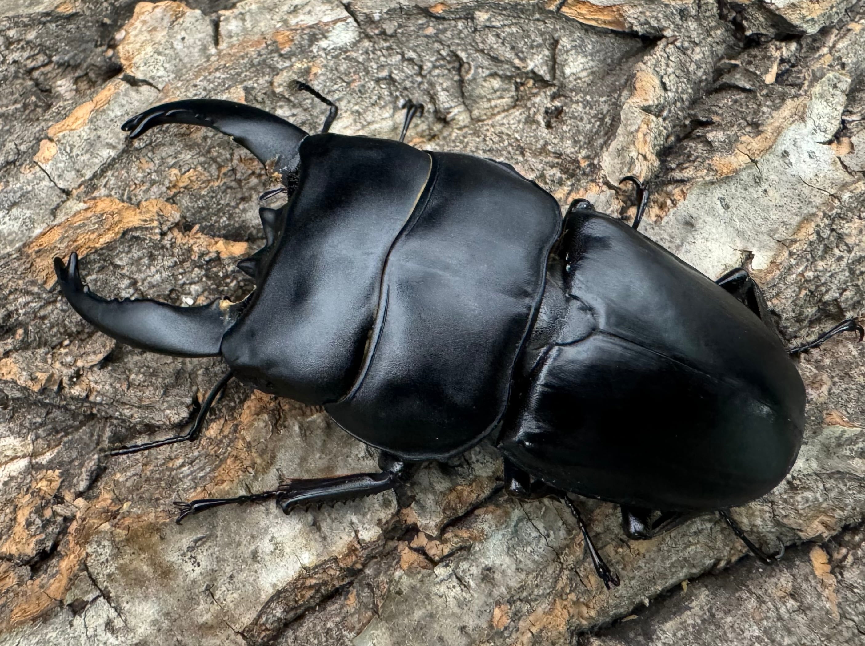 WD】《アルキデスヒラタ（長歯）90mm ペア》 | KPW公式オンラインショップ