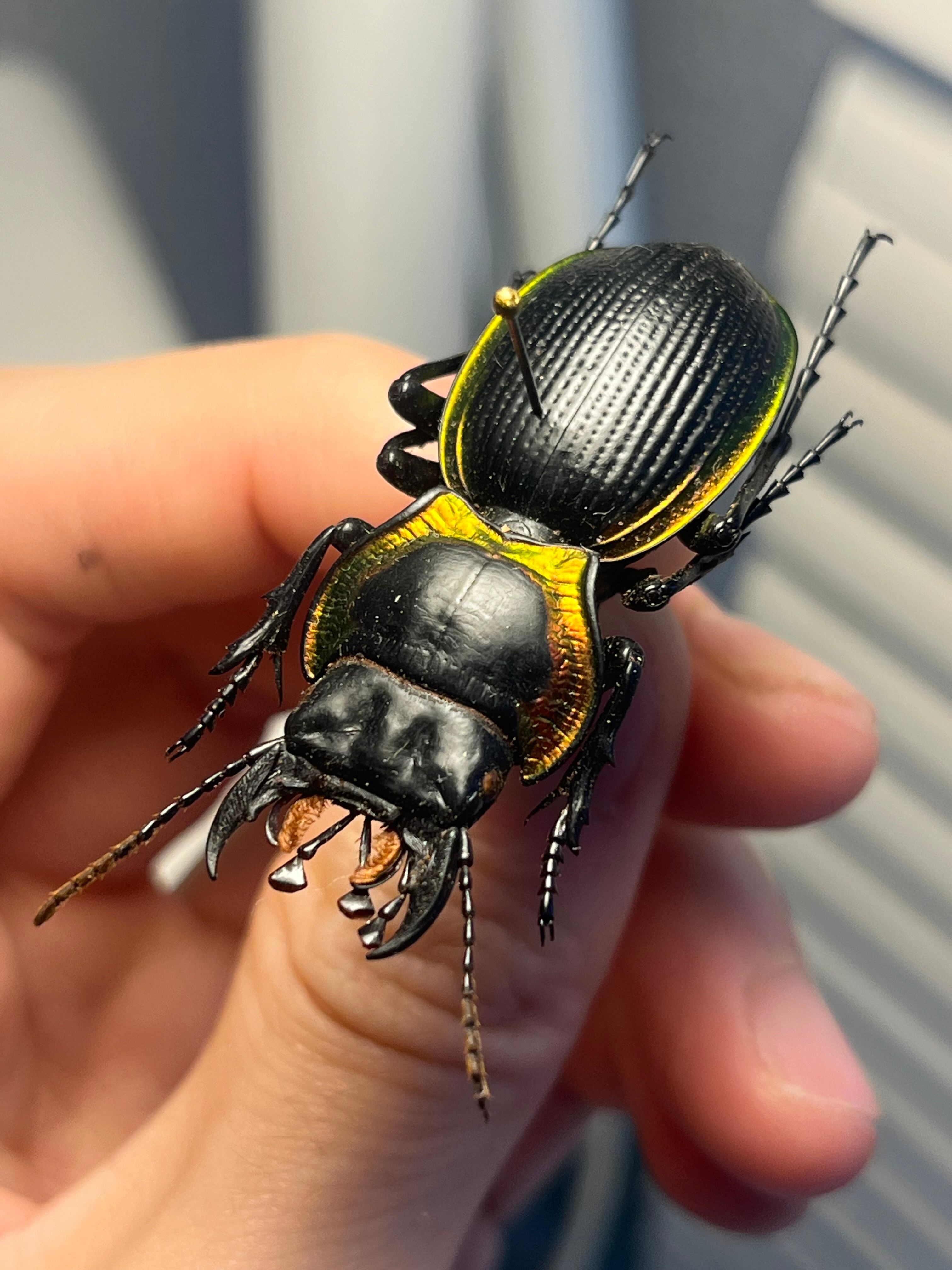 36mm♀】カブトダイコクコガネ ファウヌスダイコクコガネ 糞虫フン