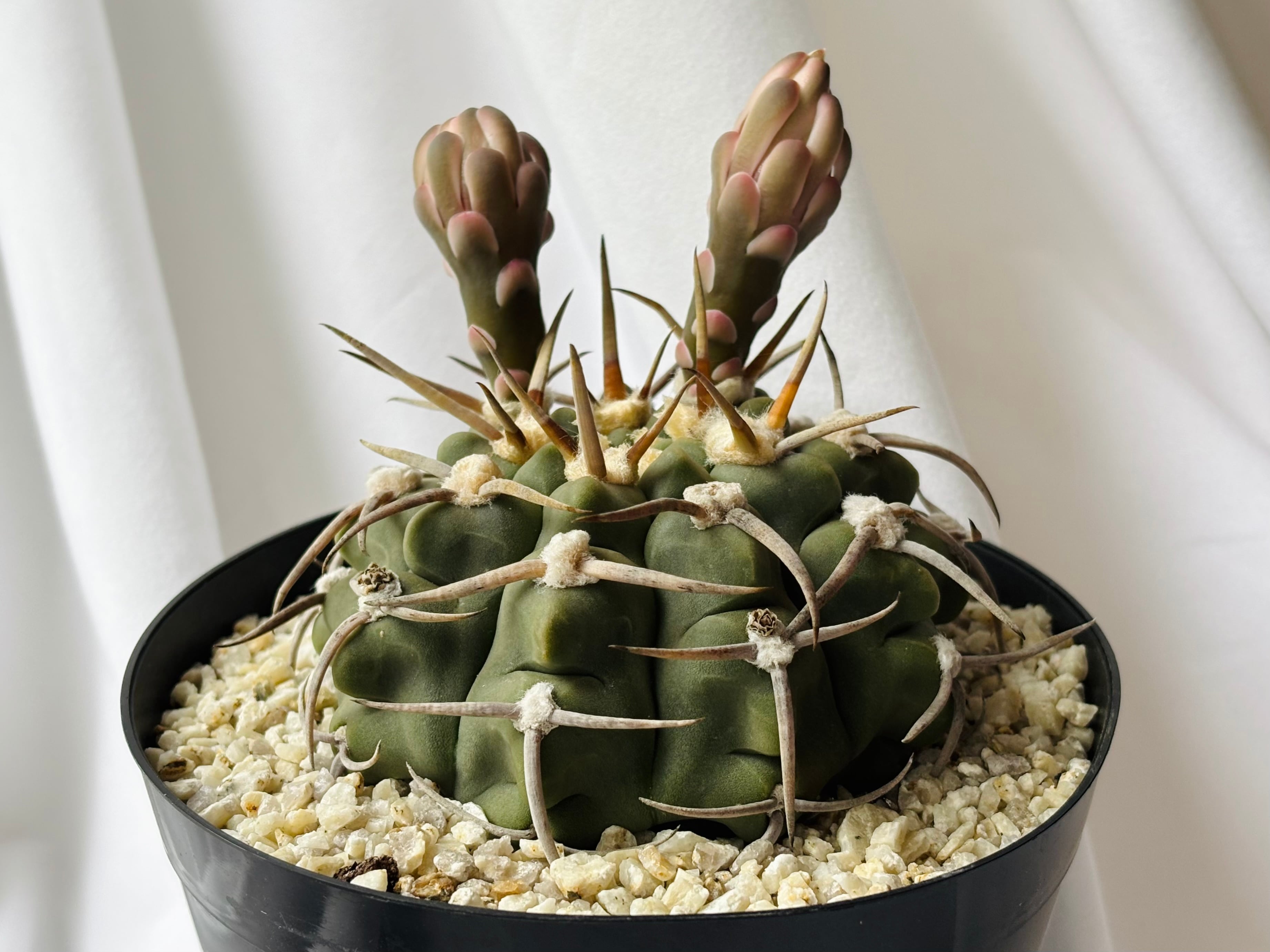 Gymnocalycium ギムノカリキュウム | plants MARU ーサボテン・多肉