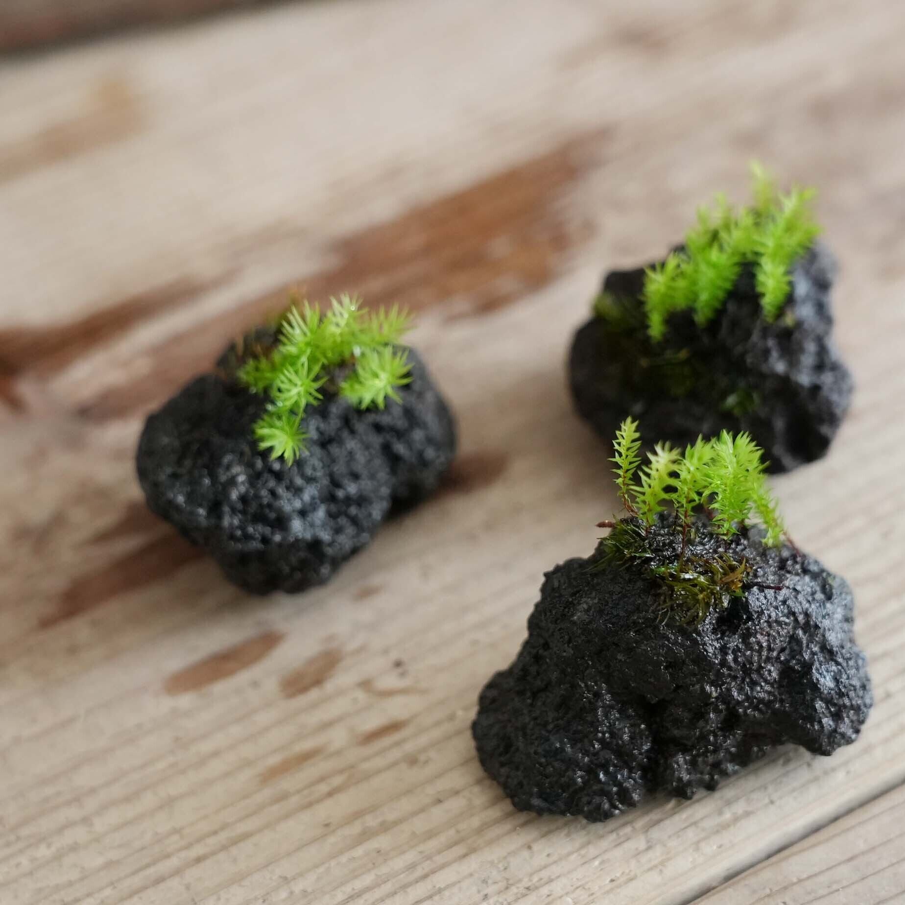 苔石 ヒロハヒノキゴケの着生 苔テラリウム 限定3個 苔テラリウム専門ショップ道草