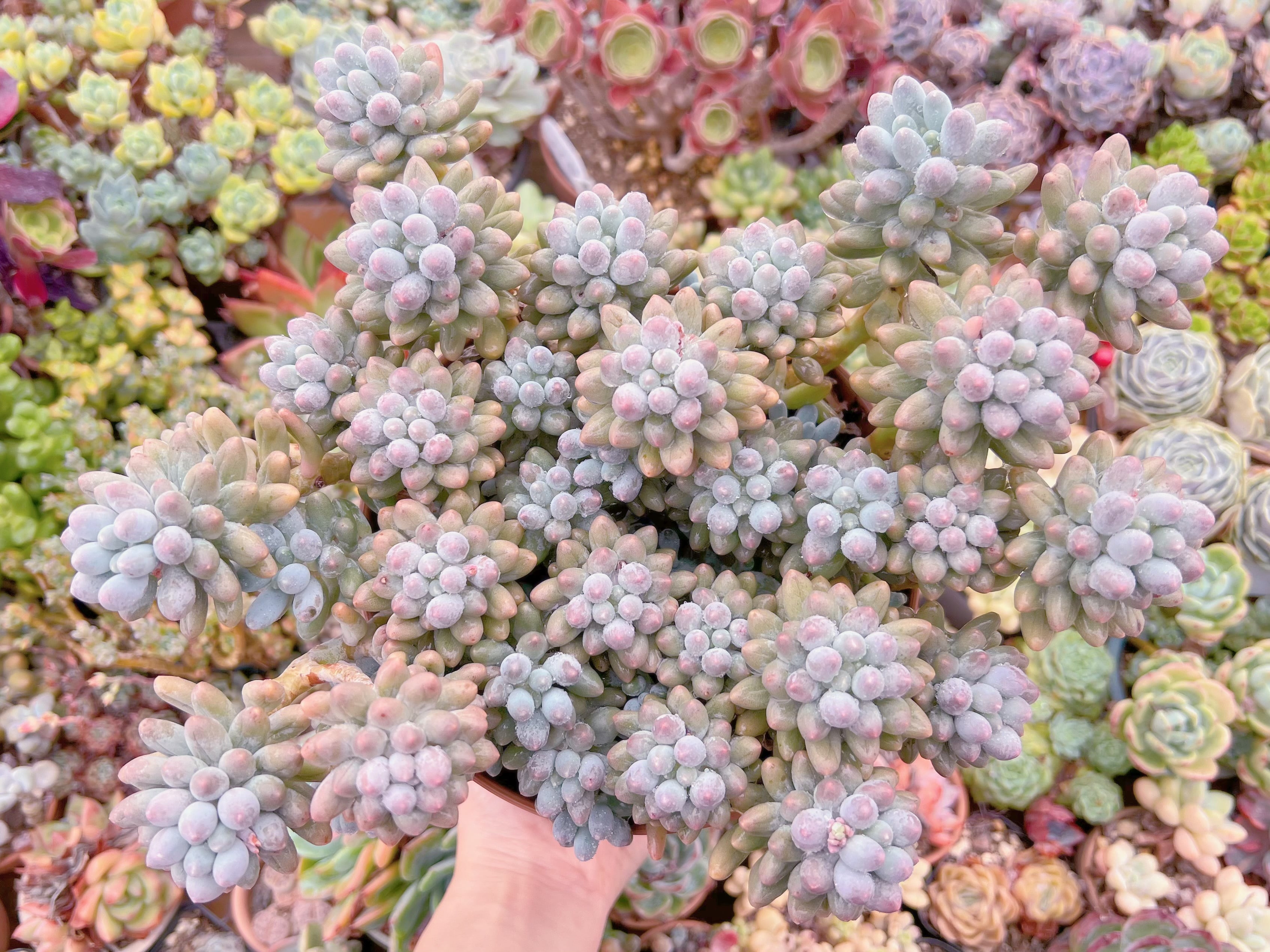 現品　ベビーフィンガー#624　特大群生　るる農園