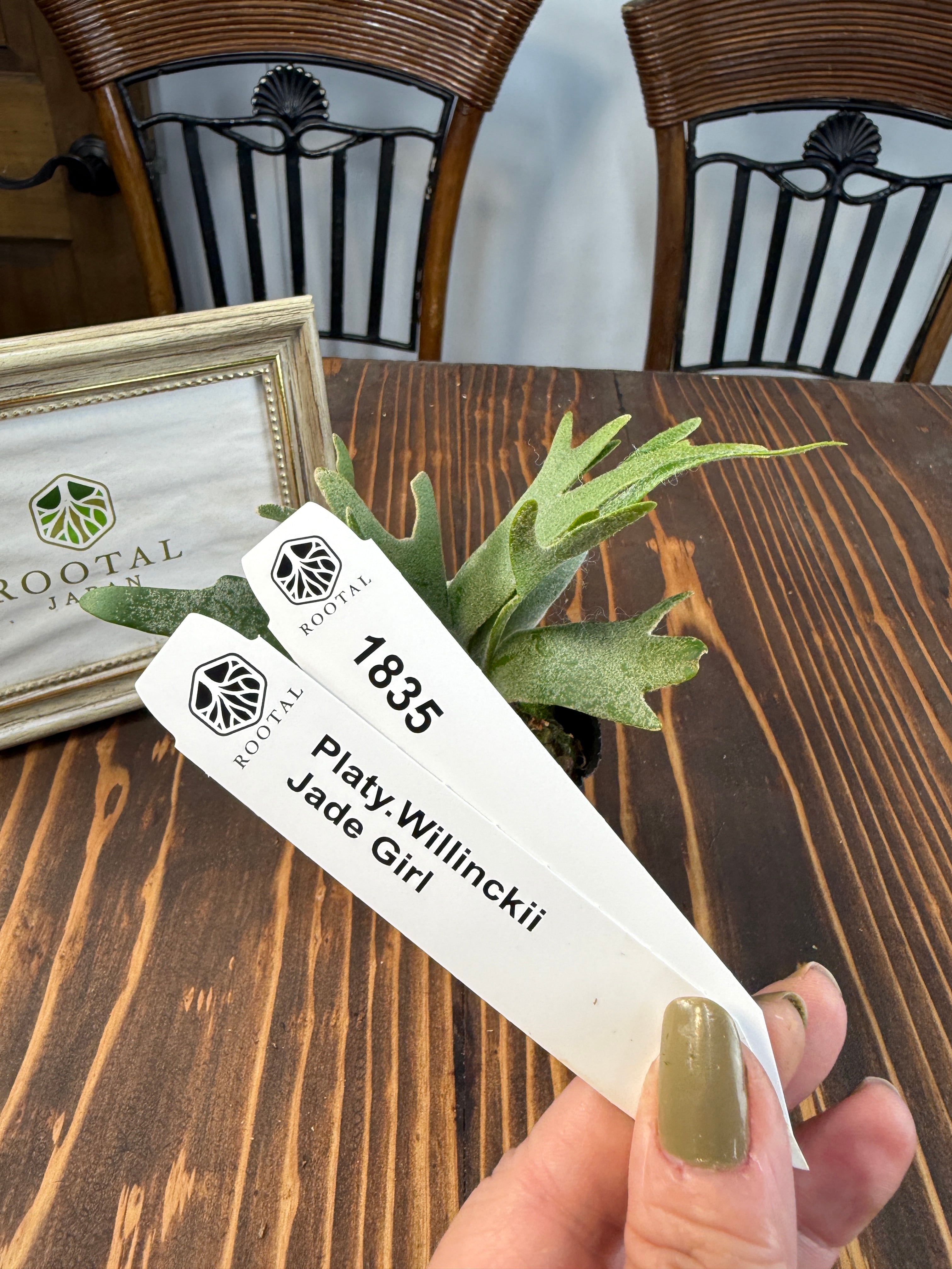 ビカクシダ | ROOTALPLANTS