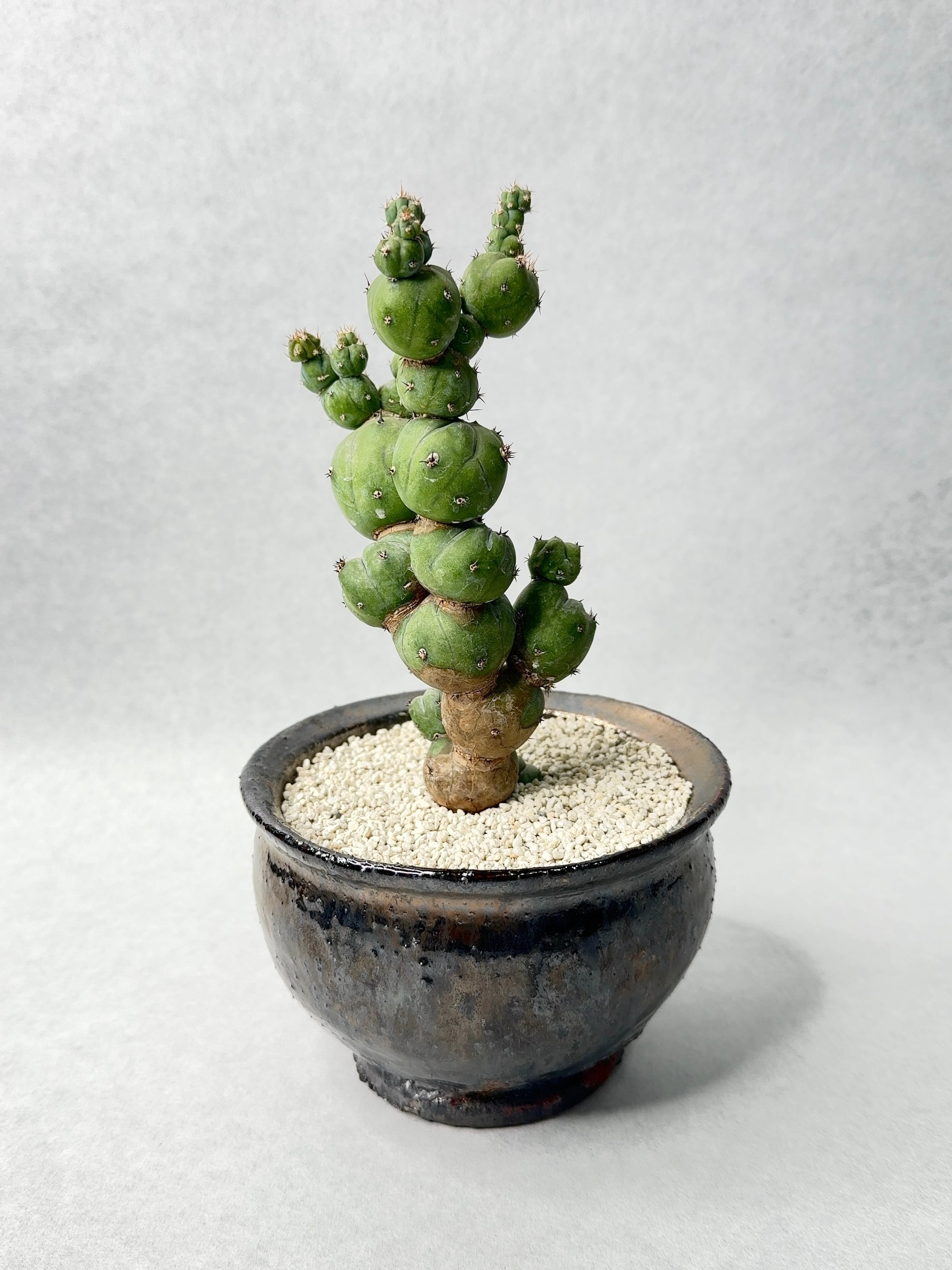 ミルチロカクタス・竜神木モンストローサ | trigger