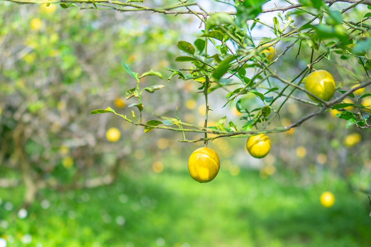 MIYAKO COLA ぷからすセット