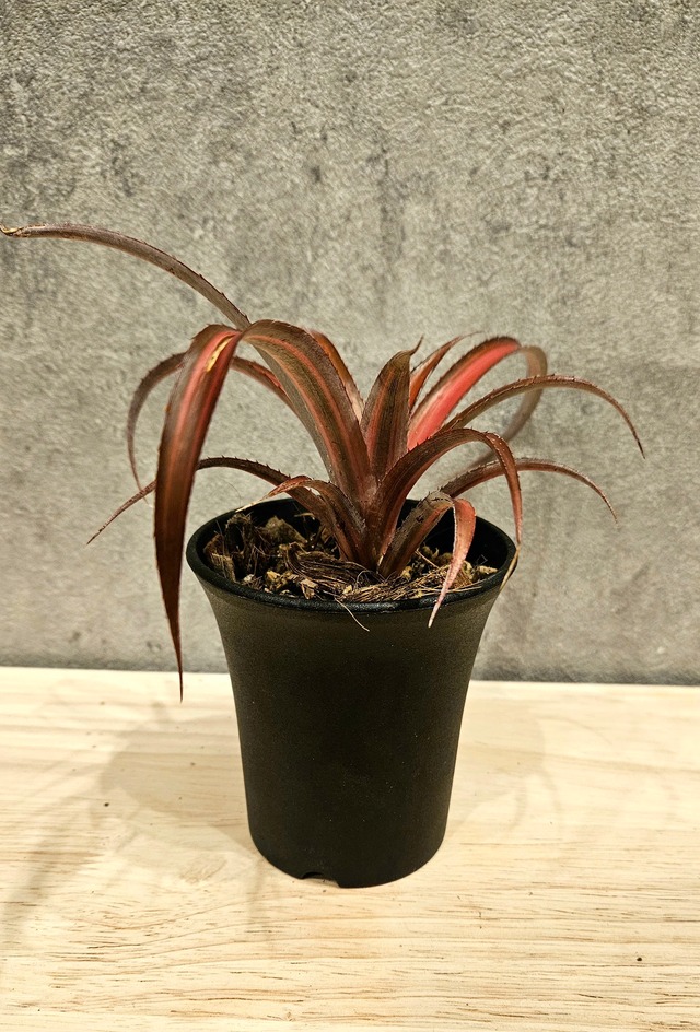 cryptobergia Red Burst variegated【artPLANTs】クリプトベルギア/cryptobergia