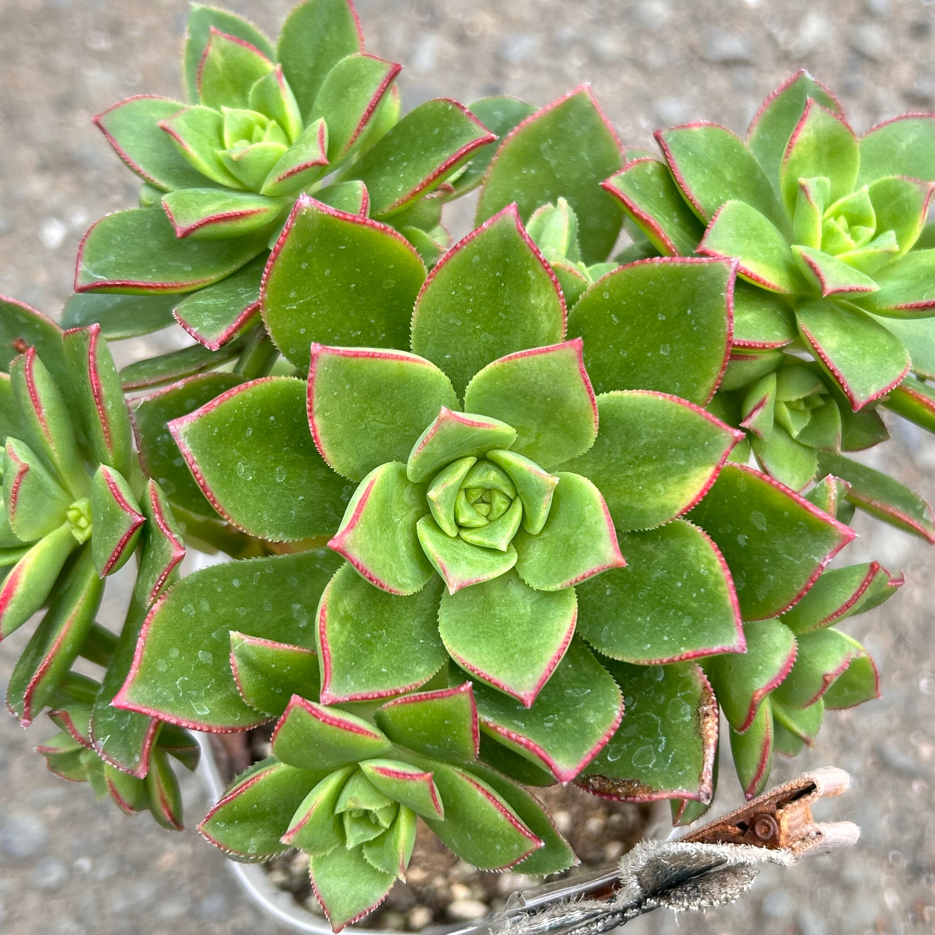 アエオニウム　chibimimi きりあつむ アエオニウム | RuPo 多肉植物専門店