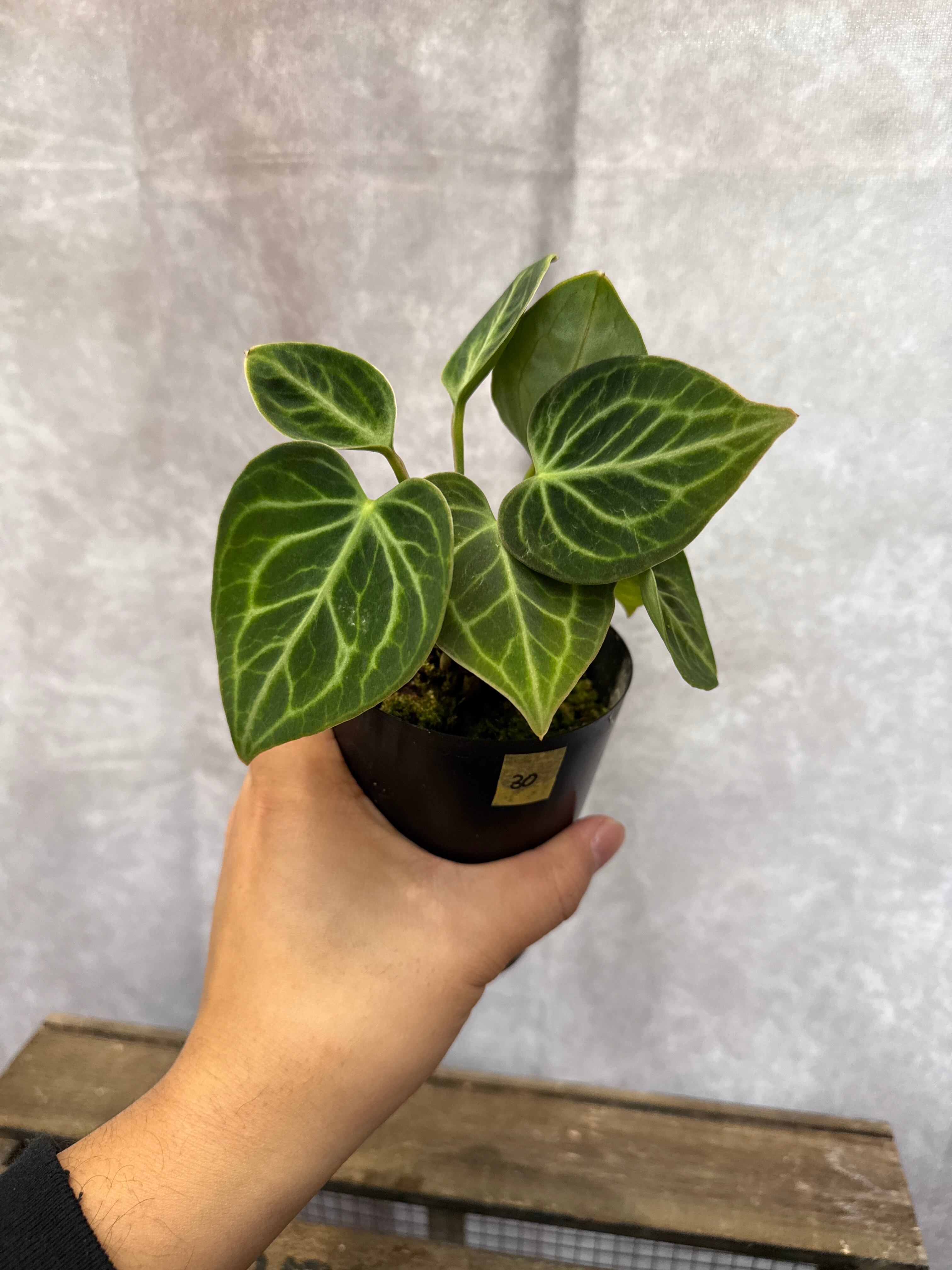 30 アンスリウム クラリネルビウム選抜 | Gardenえん 【観葉熱帯植物】