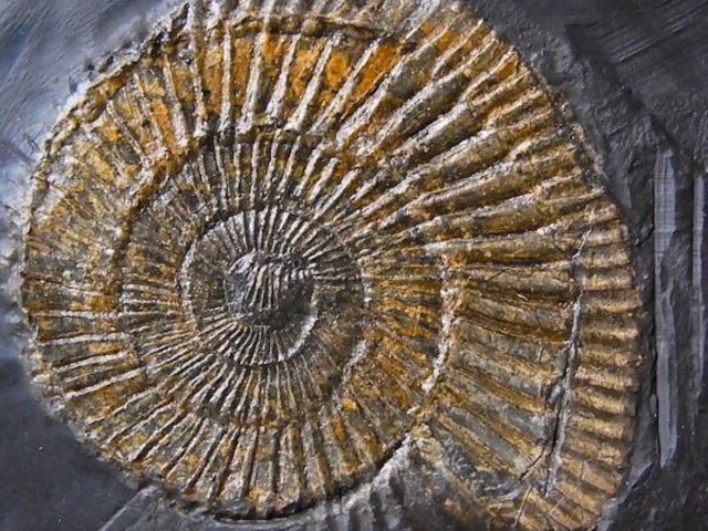 【 化石 】アンモナイトダクチリオセラス Dactylioceras 3体密集プレートドイツ ホルツマーデン産