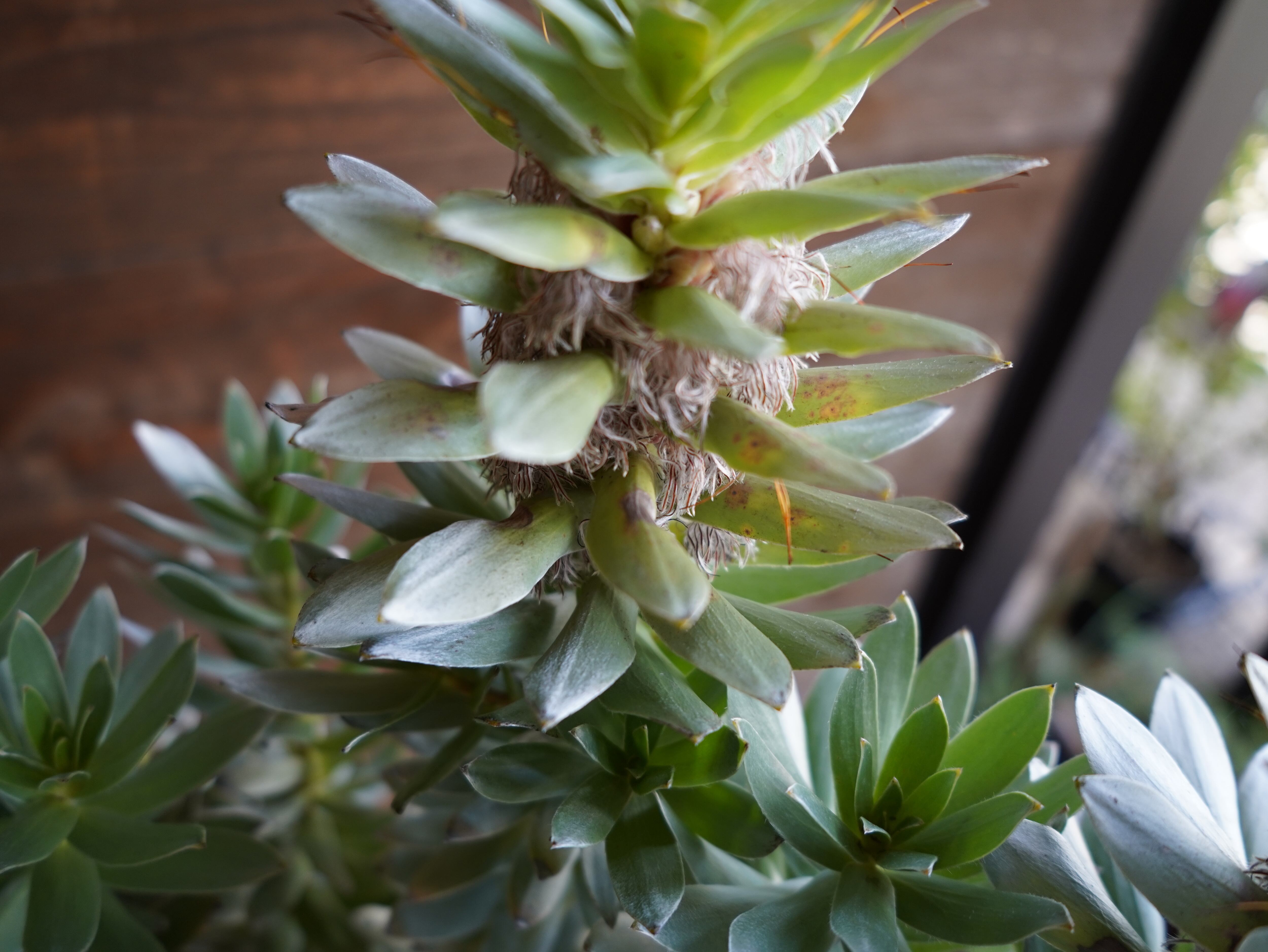 【現物】ミメテス　”クラッカージャックシルバー”　A