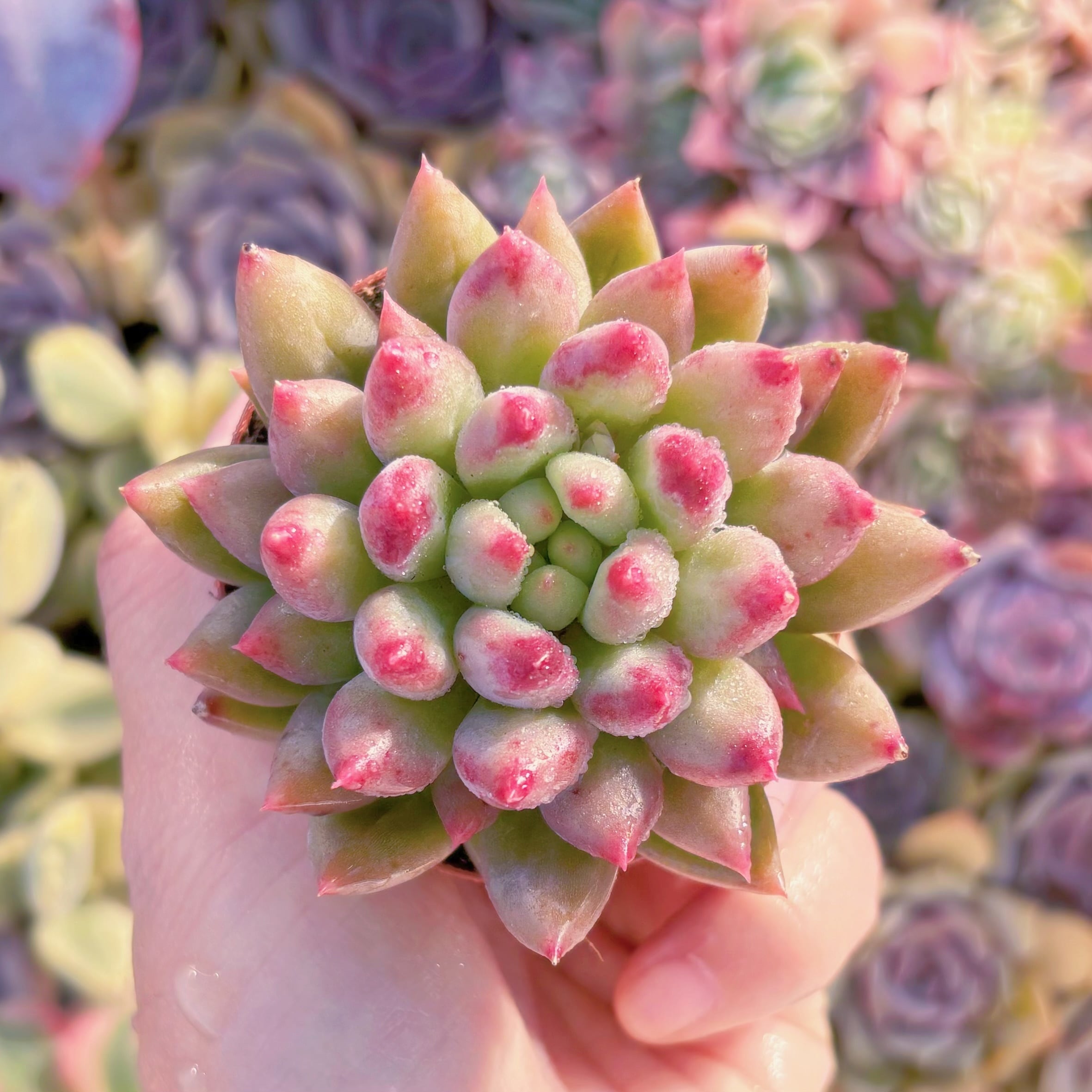 現品　虞美人(ぐびじん)#550　新入荷　るる農園