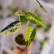 アロカシア バンビーノ イエロー / Alocasia bambino variegated 'Yellow'⑮ / 観葉植物