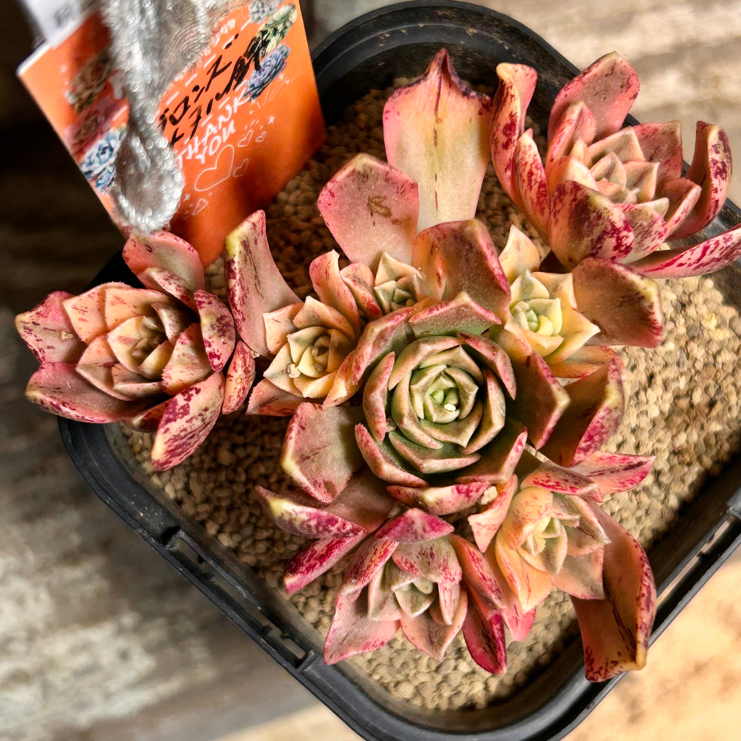 錦 | RuPo 多肉植物専門店