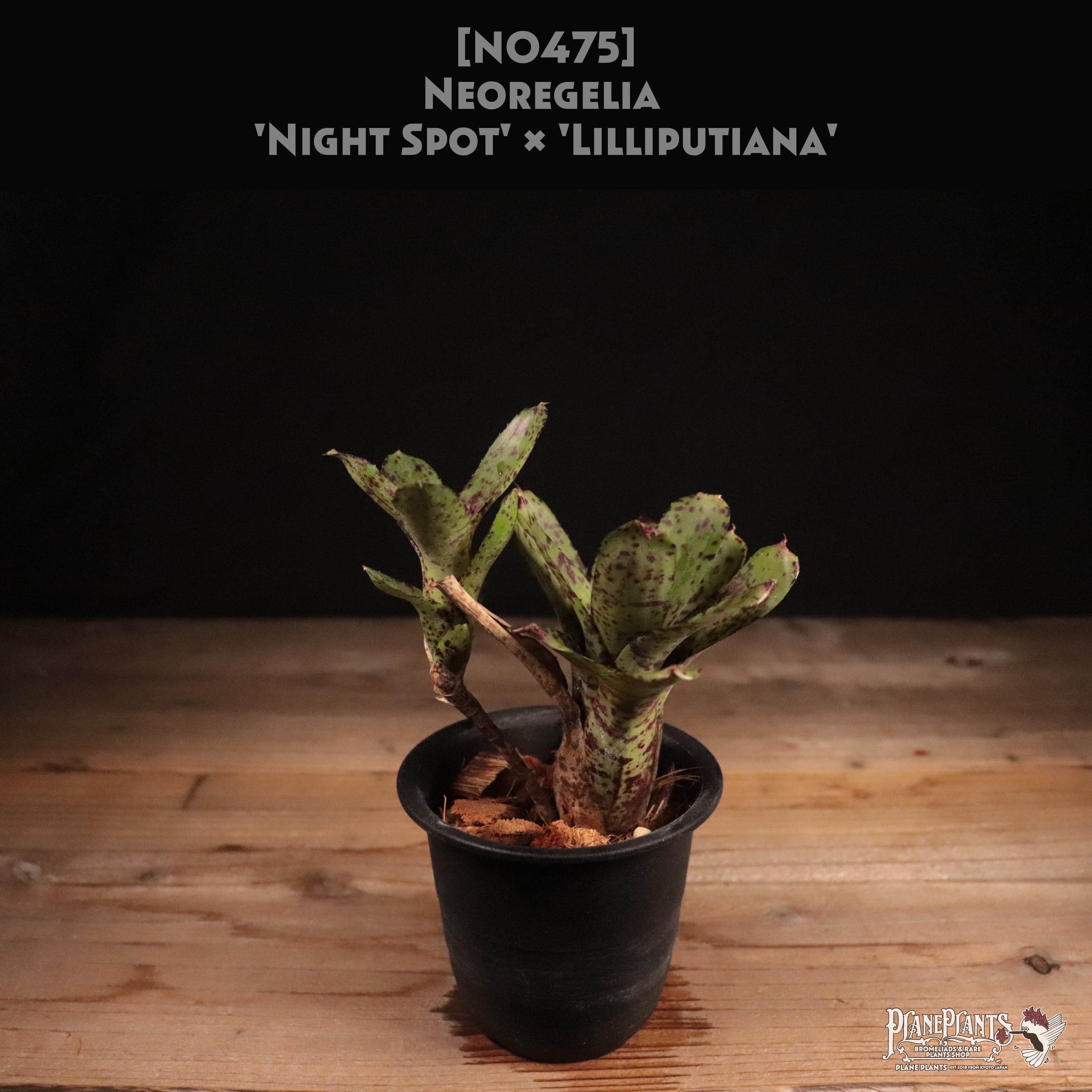 送料無料】Neoregelia 'Night Spot' x 'Lilliputiana'〔ネオレゲリア