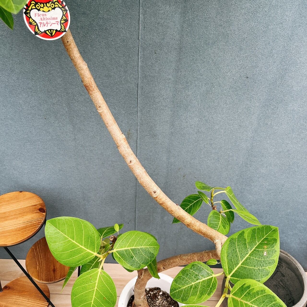 現品］23番 フィカス アルテシマ 8号 観葉植物 室内 大型 特大 ゴムの