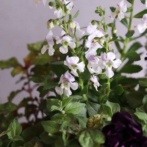 寄せ植え　シャビーなブラックペチュニア＆カラーリーフのポット寄せ植え｜届いてすぐ飾れる完成品｜玄関にオススメ｜新築・開店祝いギフト｜モンディマンシェ