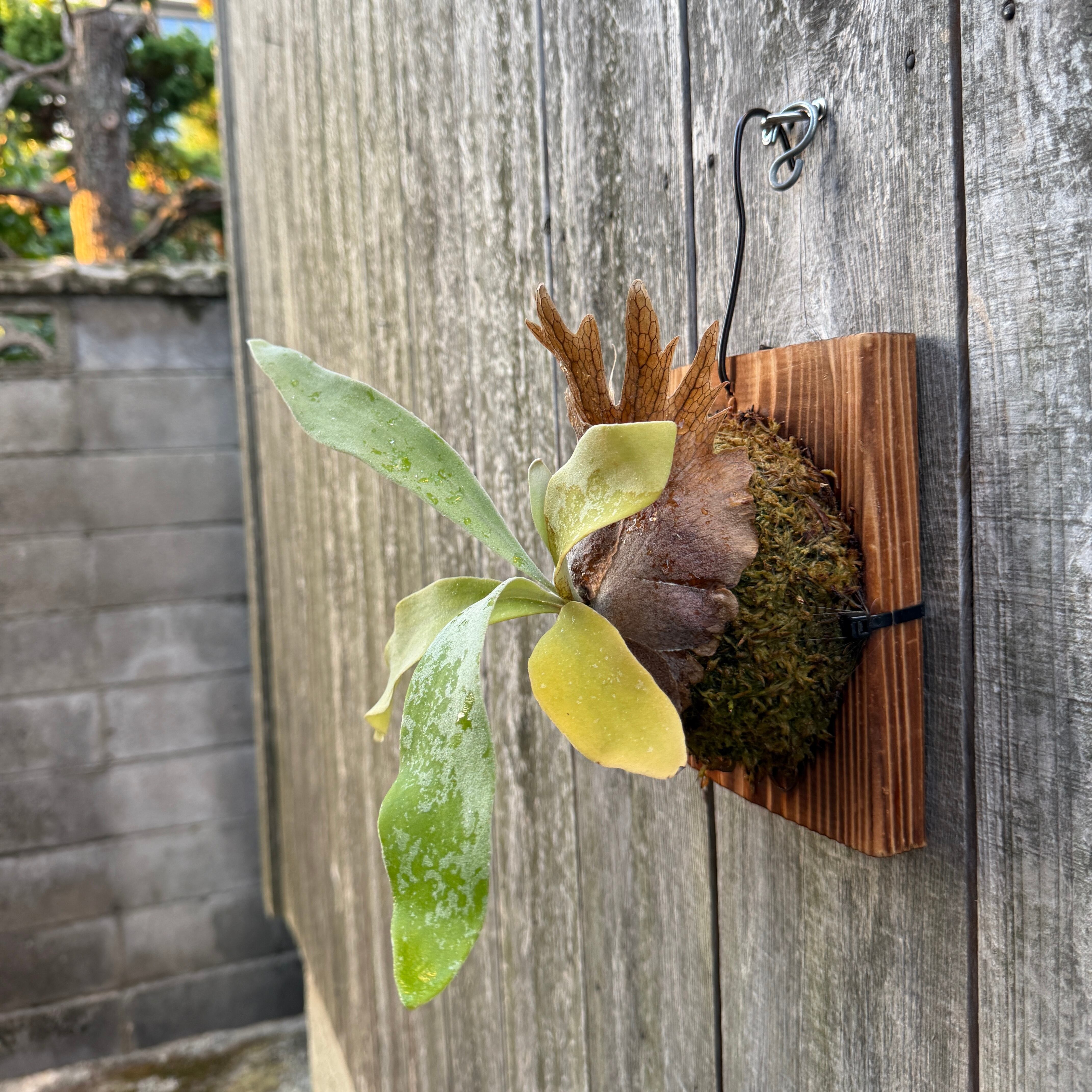 P. Fubuki, P. Ginka 12th oasis sporeling | naturefix