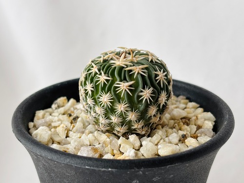 Echinofossulocactus phyllacanthus　エキノフォスロカクタス　白玉 　サボテン