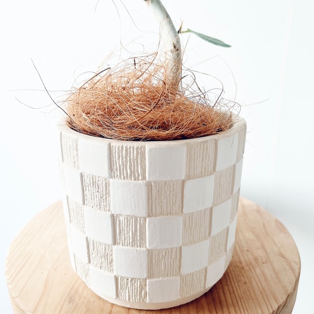 フィカス ベンガレンシス 曲がり 上品で洗練されたインテリアグリーン【calm cafe】