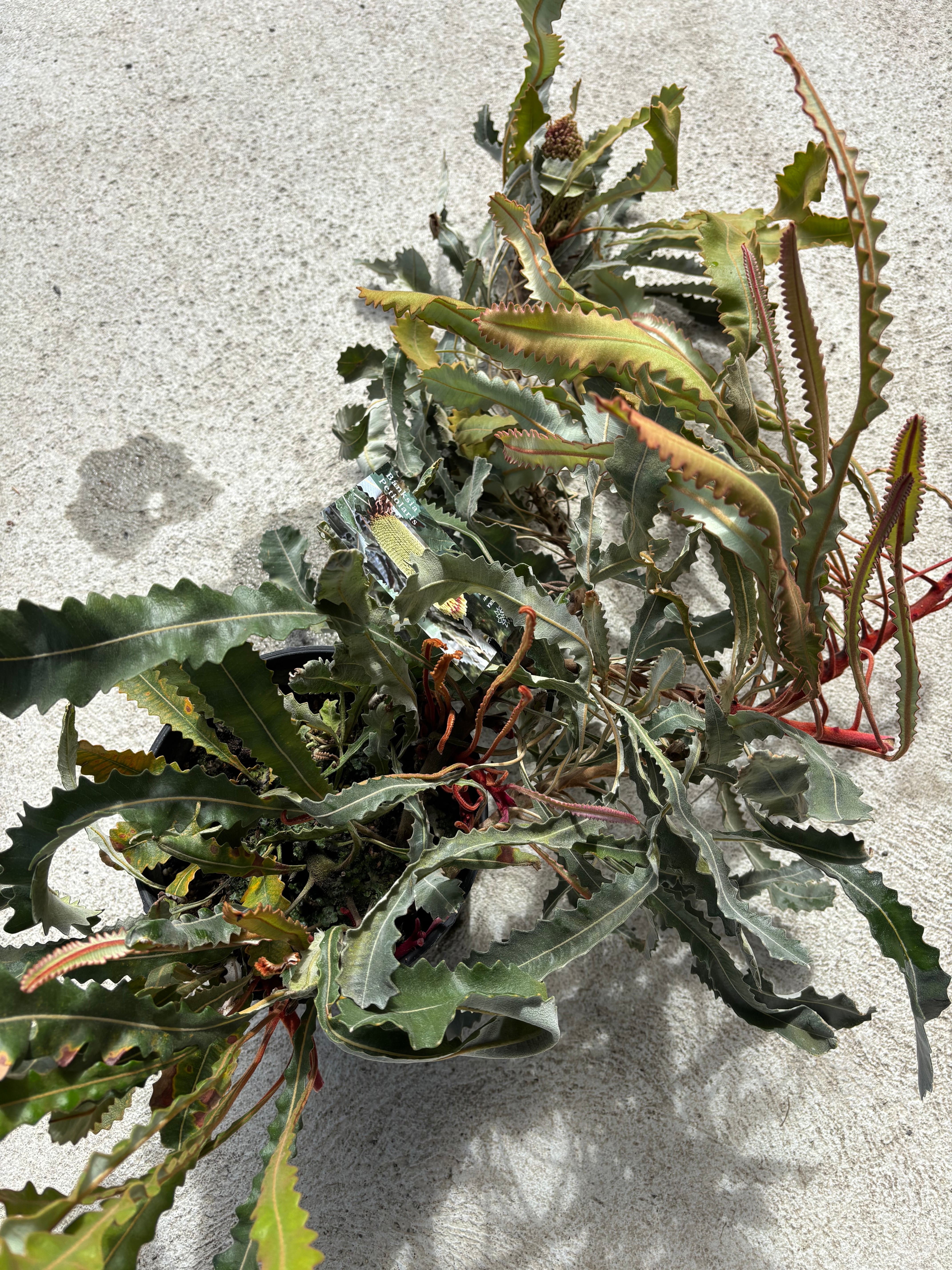 K様専用です。バンクシア ペティオラリス② | MELLOW Plants & Coffee