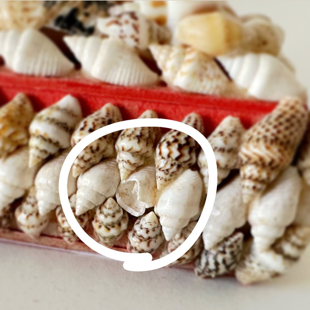  Nautilus collection 貝殻 小物入れ セール品(デッドストック)貝殻小物入れ・四角 | 貝殻こけし舎