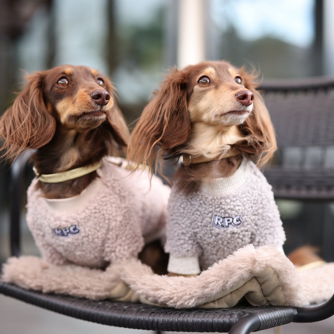 カニンヘンダックスとミニチュアダックス専門のお洋服webショップ