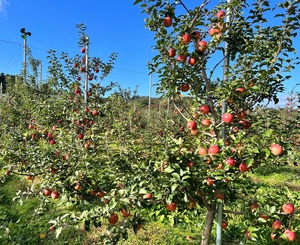 葉取らず高徳&葉取らずコスモふじ　家庭用2kg