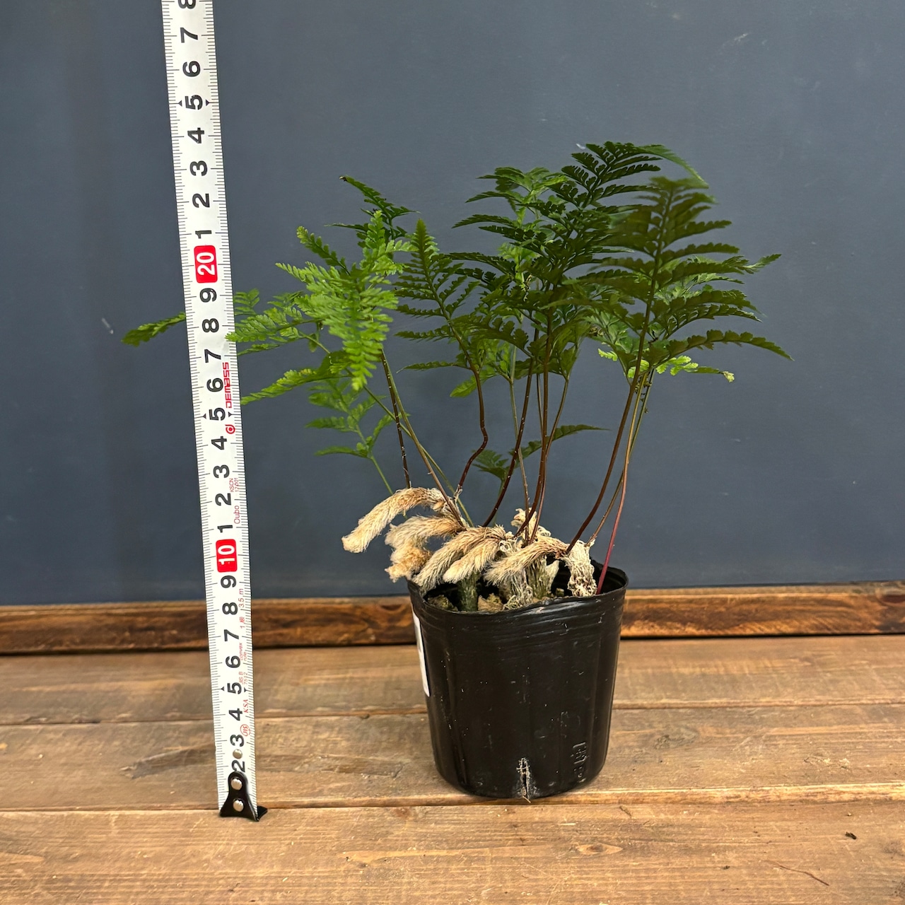 トキワシノブ【1024】