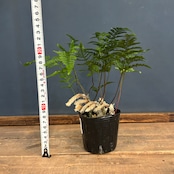 トキワシノブ【1024】