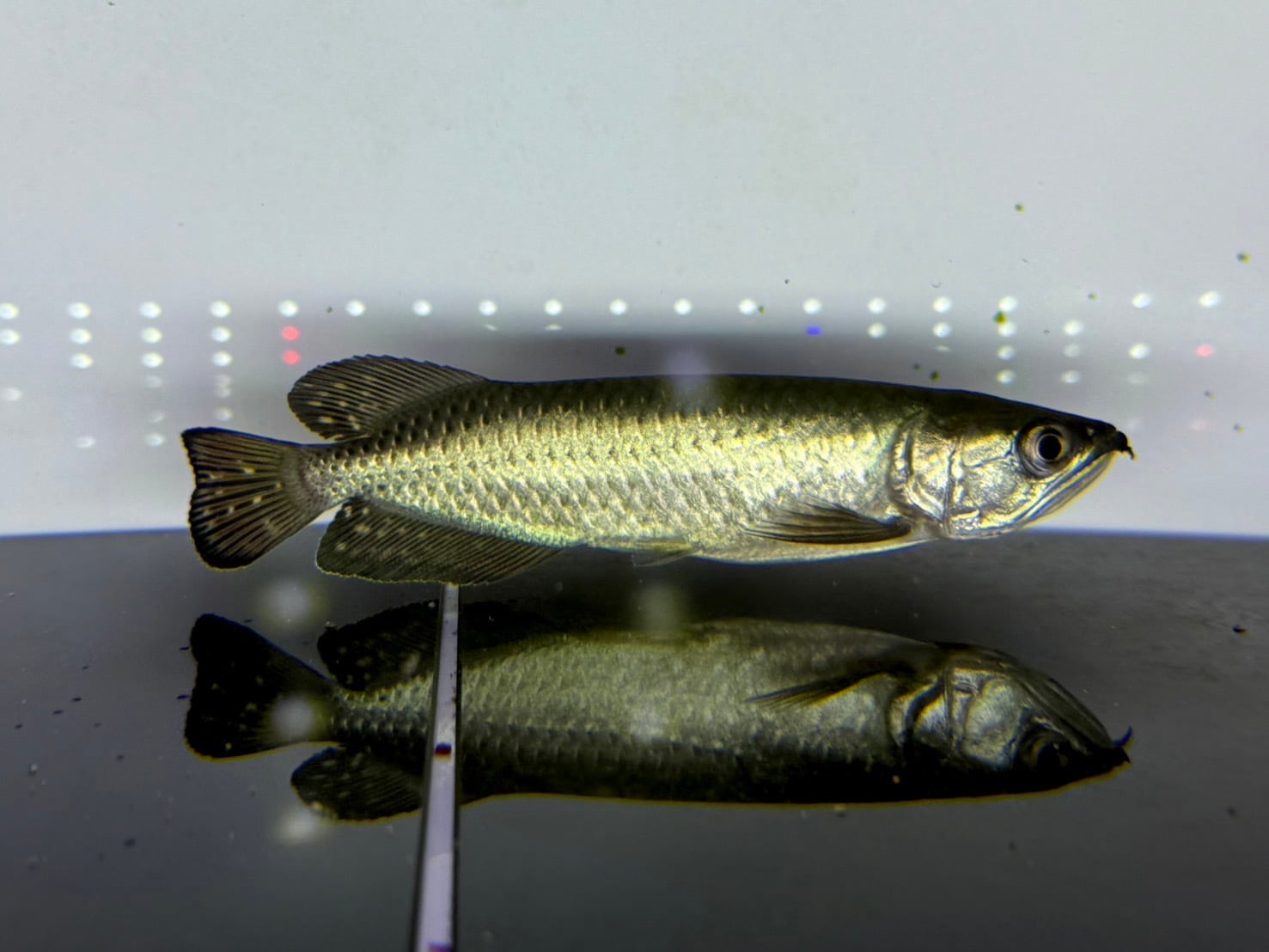 ノーザンバラムンディ | アクアショップ ビリーケン オンラインストア