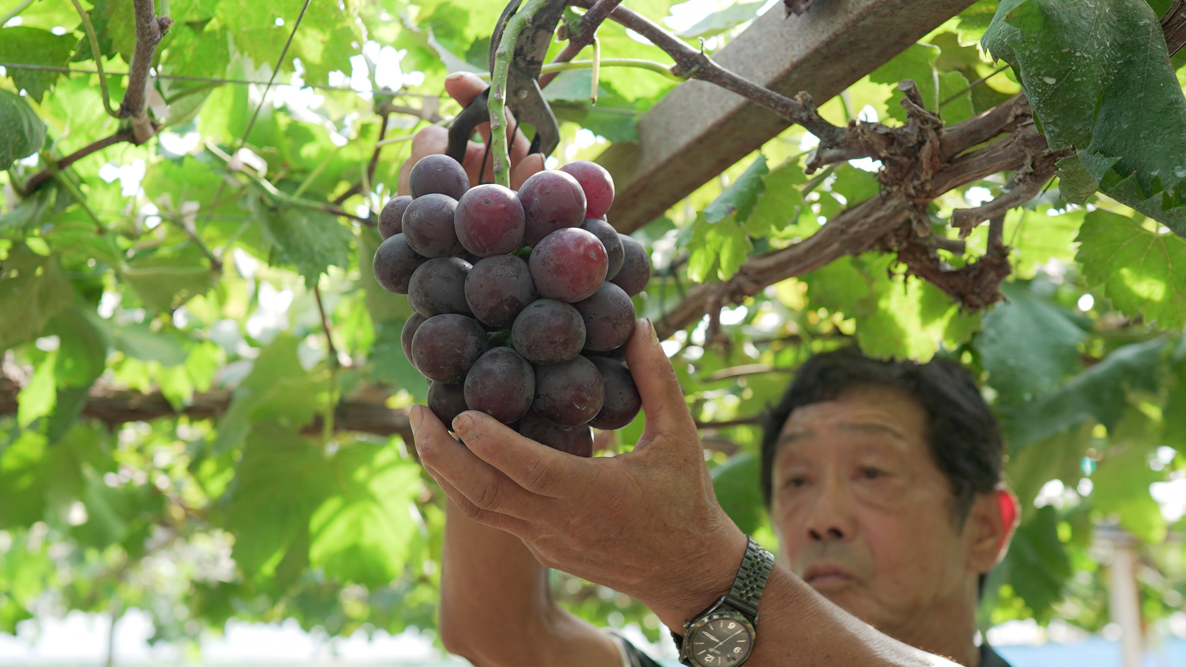 特選人気のぶどうセット | 高知県大月町の特産品通販「おおつきマルシェ」