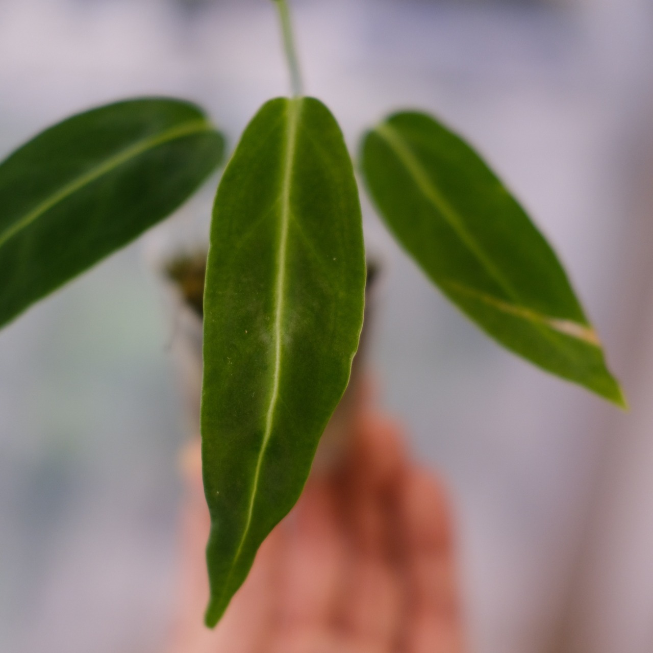 アンスリウム ワロクアーナム / Anthurium Warocqueanum⑧ / 観葉植物<育て方・花言葉>