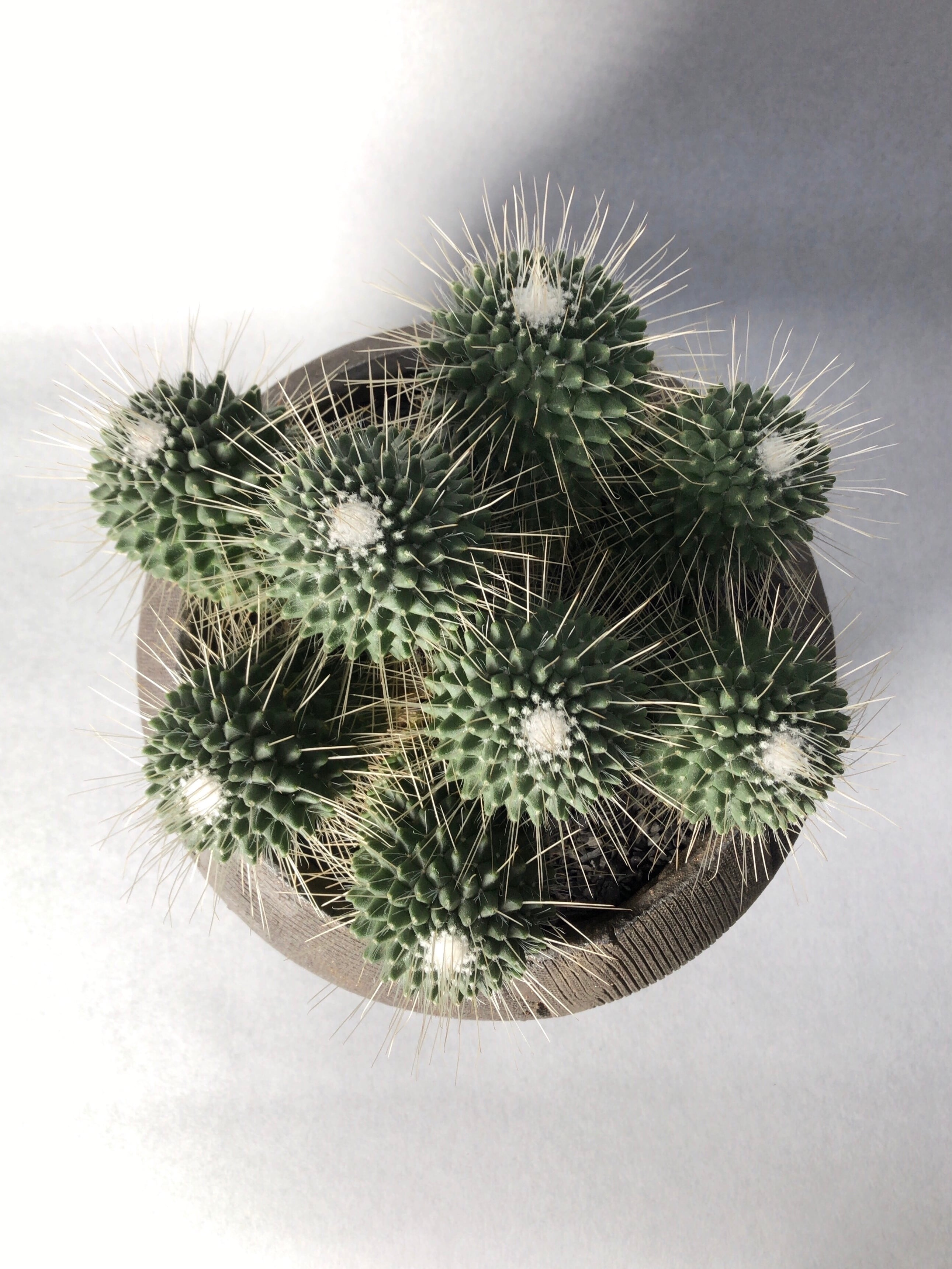 マミラリア・ピコ群生 | trigger