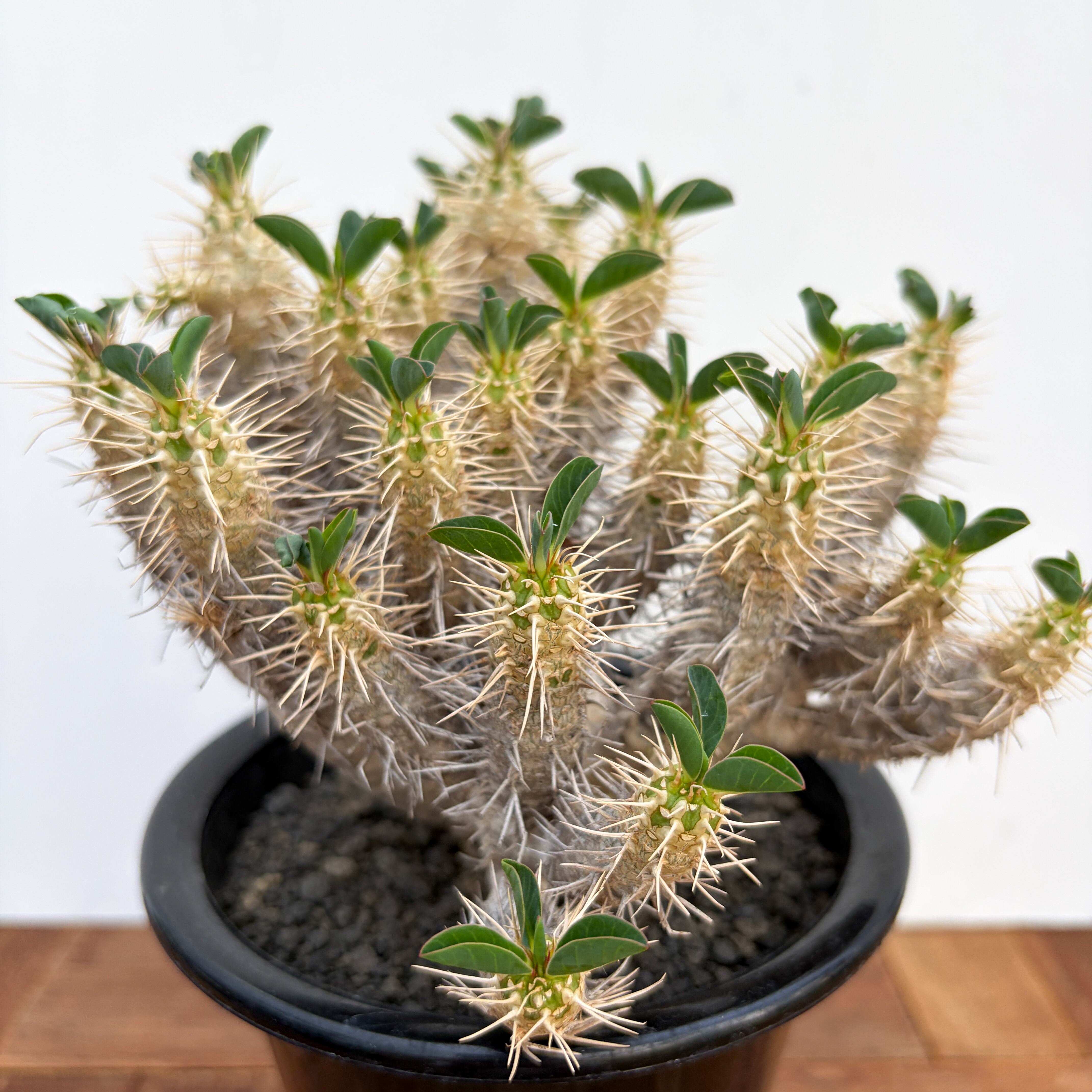 Euphorbia guillauminiana【ユーフォルビア・ギラウミニアナ