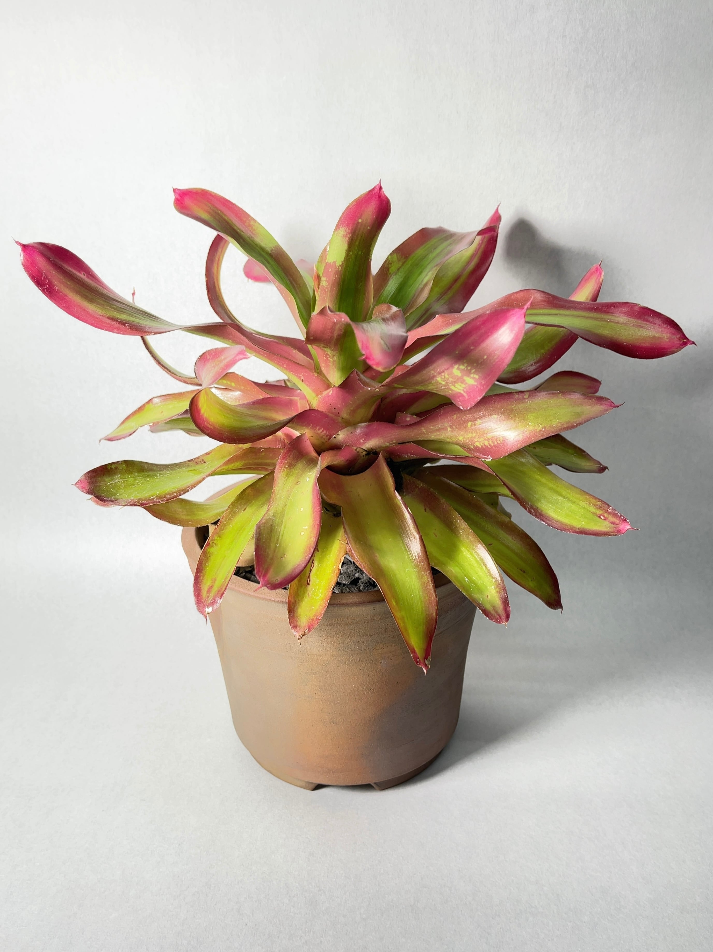 ＫＮ　ネオレゲリア　‘ＪＳブラウン‘　　0.8Ｍ以下 Neoregelia Hyb artPLANTs⁄PLANTS GARAGEネオレゲリア